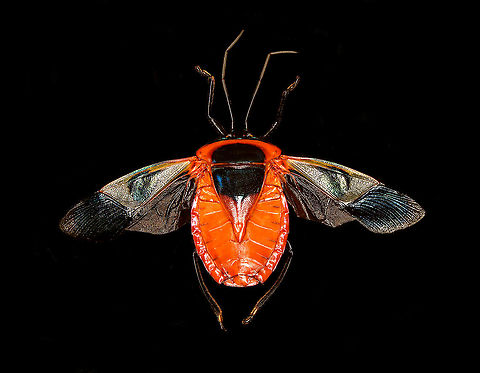 Man-faced stink bug, spread Specimen. A different individual compared to the below. This one has its wings spread and fully intact antennae.
https://www.jungledragon.com/image/114860/man-faced_stink_bug_full_body.html Catacanthus incarnatus,Macro,Man-faced stink bug
