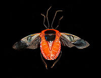 Man-faced stink bug, spread Specimen. A different individual compared to the below. This one has its wings spread and fully intact antennae.<br />
https://www.jungledragon.com/image/114860/man-faced_stink_bug_full_body.html Catacanthus incarnatus,Macro,Man-faced stink bug