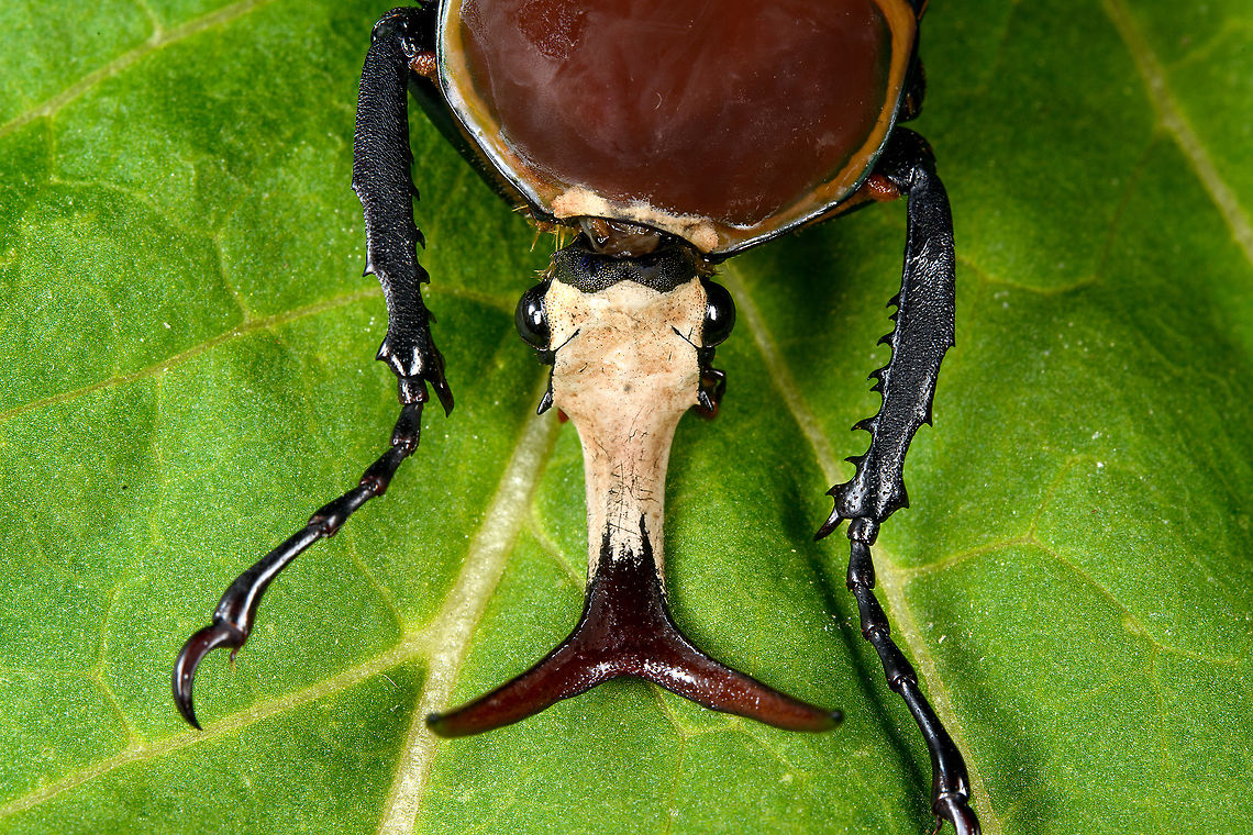 Mecynorhina harrisi - upper body Specimen of Mecynorhina harrisi, specifically subspecies Megalorhina harrisi peregrina from Tanzania. As you might guess, this is the male.<br />
<figure class="photo"><a href="https://www.jungledragon.com/image/114992/mecynorhina_harrisi_-_upper_body.html" title="Mecynorhina harrisi - upper body"><img src="https://s3.amazonaws.com/media.jungledragon.com/images/2/114992_thumb.jpg?AWSAccessKeyId=05GMT0V3GWVNE7GGM1R2&Expires=1759968010&Signature=s72HMTvgOVOTWPuF01FXWk%2FtnbU%3D" width="200" height="134" alt="Mecynorhina harrisi - upper body Specimen of Mecynorhina harrisi, specifically subspecies Megalorhina harrisi peregrina from Tanzania. As you might guess, this is the male.<br />
https://www.jungledragon.com/image/114992/mecynorhina_harrisi_-_upper_body.html<br />
https://www.jungledragon.com/image/114993/mecynorhina_harrisi_-_full_body.html<br />
https://www.jungledragon.com/image/114994/mecynorhina_harrisi_-_side_view.html<br />
https://www.jungledragon.com/image/114995/mecynorhina_harrisi_-_head_frontal.html<br />
https://www.jungledragon.com/image/114996/mecynorhina_harrisi_-_head_side_view.html<br />
https://www.jungledragon.com/image/114997/mecynorhina_harrisi_-_head_top_view.html Macro,Mecynorhina harrisi" /></a></figure><br />
<figure class="photo"><a href="https://www.jungledragon.com/image/114993/mecynorhina_harrisi_-_full_body.html" title="Mecynorhina harrisi - full body"><img src="https://s3.amazonaws.com/media.jungledragon.com/images/2/114993_thumb.jpg?AWSAccessKeyId=05GMT0V3GWVNE7GGM1R2&Expires=1759968010&Signature=kkZoMk3O%2B5cELQbRlhzRtgZzEL4%3D" width="200" height="148" alt="Mecynorhina harrisi - full body Specimen of Mecynorhina harrisi, specifically subspecies Megalorhina harrisi peregrina from Tanzania. As you might guess, this is the male.<br />
https://www.jungledragon.com/image/114992/mecynorhina_harrisi_-_upper_body.html<br />
https://www.jungledragon.com/image/114993/mecynorhina_harrisi_-_full_body.html<br />
https://www.jungledragon.com/image/114994/mecynorhina_harrisi_-_side_view.html<br />
https://www.jungledragon.com/image/114995/mecynorhina_harrisi_-_head_frontal.html<br />
https://www.jungledragon.com/image/114996/mecynorhina_harrisi_-_head_side_view.html<br />
https://www.jungledragon.com/image/114997/mecynorhina_harrisi_-_head_top_view.html Macro,Mecynorhina harrisi" /></a></figure><br />
<figure class="photo"><a href="https://www.jungledragon.com/image/114994/mecynorhina_harrisi_-_side_view.html" title="Mecynorhina harrisi - side view"><img src="https://s3.amazonaws.com/media.jungledragon.com/images/2/114994_thumb.jpg?AWSAccessKeyId=05GMT0V3GWVNE7GGM1R2&Expires=1759968010&Signature=MqIXczGWsfYfECx5fFOx2hTtc0U%3D" width="200" height="120" alt="Mecynorhina harrisi - side view Specimen of Mecynorhina harrisi, specifically subspecies Megalorhina harrisi peregrina from Tanzania. As you might guess, this is the male.<br />
https://www.jungledragon.com/image/114992/mecynorhina_harrisi_-_upper_body.html<br />
https://www.jungledragon.com/image/114993/mecynorhina_harrisi_-_full_body.html<br />
https://www.jungledragon.com/image/114994/mecynorhina_harrisi_-_side_view.html<br />
https://www.jungledragon.com/image/114995/mecynorhina_harrisi_-_head_frontal.html<br />
https://www.jungledragon.com/image/114996/mecynorhina_harrisi_-_head_side_view.html<br />
https://www.jungledragon.com/image/114997/mecynorhina_harrisi_-_head_top_view.html Macro,Mecynorhina harrisi" /></a></figure><br />
<figure class="photo"><a href="https://www.jungledragon.com/image/114995/mecynorhina_harrisi_-_head_frontal.html" title="Mecynorhina harrisi - head frontal"><img src="https://s3.amazonaws.com/media.jungledragon.com/images/2/114995_thumb.jpg?AWSAccessKeyId=05GMT0V3GWVNE7GGM1R2&Expires=1759968010&Signature=C3luMgBiS%2FfjsPD5RYkprilvRTg%3D" width="200" height="166" alt="Mecynorhina harrisi - head frontal Specimen of Mecynorhina harrisi, specifically subspecies Megalorhina harrisi peregrina from Tanzania. As you might guess, this is the male.<br />
https://www.jungledragon.com/image/114992/mecynorhina_harrisi_-_upper_body.html<br />
https://www.jungledragon.com/image/114993/mecynorhina_harrisi_-_full_body.html<br />
https://www.jungledragon.com/image/114994/mecynorhina_harrisi_-_side_view.html<br />
https://www.jungledragon.com/image/114995/mecynorhina_harrisi_-_head_frontal.html<br />
https://www.jungledragon.com/image/114996/mecynorhina_harrisi_-_head_side_view.html<br />
https://www.jungledragon.com/image/114997/mecynorhina_harrisi_-_head_top_view.html Extreme Macro,Mecynorhina harrisi" /></a></figure><br />
<figure class="photo"><a href="https://www.jungledragon.com/image/114996/mecynorhina_harrisi_-_head_side_view.html" title="Mecynorhina harrisi - head side view"><img src="https://s3.amazonaws.com/media.jungledragon.com/images/2/114996_thumb.jpg?AWSAccessKeyId=05GMT0V3GWVNE7GGM1R2&Expires=1759968010&Signature=f5JnQvEEn5DMDk8qfhouu%2FuZlnI%3D" width="200" height="134" alt="Mecynorhina harrisi - head side view Specimen of Mecynorhina harrisi, specifically subspecies Megalorhina harrisi peregrina from Tanzania. As you might guess, this is the male.<br />
https://www.jungledragon.com/image/114992/mecynorhina_harrisi_-_upper_body.html<br />
https://www.jungledragon.com/image/114993/mecynorhina_harrisi_-_full_body.html<br />
https://www.jungledragon.com/image/114994/mecynorhina_harrisi_-_side_view.html<br />
https://www.jungledragon.com/image/114995/mecynorhina_harrisi_-_head_frontal.html<br />
https://www.jungledragon.com/image/114996/mecynorhina_harrisi_-_head_side_view.html<br />
https://www.jungledragon.com/image/114997/mecynorhina_harrisi_-_head_top_view.html Extreme Macro,Mecynorhina harrisi" /></a></figure><br />
<figure class="photo"><a href="https://www.jungledragon.com/image/114997/mecynorhina_harrisi_-_head_top_view.html" title="Mecynorhina harrisi - head top view"><img src="https://s3.amazonaws.com/media.jungledragon.com/images/2/114997_thumb.jpg?AWSAccessKeyId=05GMT0V3GWVNE7GGM1R2&Expires=1759968010&Signature=BJBurD5s1iqIqXwNGQ0ftId5P%2B8%3D" width="200" height="140" alt="Mecynorhina harrisi - head top view Specimen of Mecynorhina harrisi, specifically subspecies Megalorhina harrisi peregrina from Tanzania. As you might guess, this is the male.<br />
https://www.jungledragon.com/image/114992/mecynorhina_harrisi_-_upper_body.html<br />
https://www.jungledragon.com/image/114993/mecynorhina_harrisi_-_full_body.html<br />
https://www.jungledragon.com/image/114994/mecynorhina_harrisi_-_side_view.html<br />
https://www.jungledragon.com/image/114995/mecynorhina_harrisi_-_head_frontal.html<br />
https://www.jungledragon.com/image/114996/mecynorhina_harrisi_-_head_side_view.html<br />
https://www.jungledragon.com/image/114997/mecynorhina_harrisi_-_head_top_view.html Extreme Macro,Mecynorhina harrisi" /></a></figure> Macro,Mecynorhina harrisi