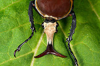 Mecynorhina harrisi - upper body Specimen of Mecynorhina harrisi, specifically subspecies Megalorhina harrisi peregrina from Tanzania. As you might guess, this is the male.<br />
https://www.jungledragon.com/image/114992/mecynorhina_harrisi_-_upper_body.html<br />
https://www.jungledragon.com/image/114993/mecynorhina_harrisi_-_full_body.html<br />
https://www.jungledragon.com/image/114994/mecynorhina_harrisi_-_side_view.html<br />
https://www.jungledragon.com/image/114995/mecynorhina_harrisi_-_head_frontal.html<br />
https://www.jungledragon.com/image/114996/mecynorhina_harrisi_-_head_side_view.html<br />
https://www.jungledragon.com/image/114997/mecynorhina_harrisi_-_head_top_view.html Macro,Mecynorhina harrisi