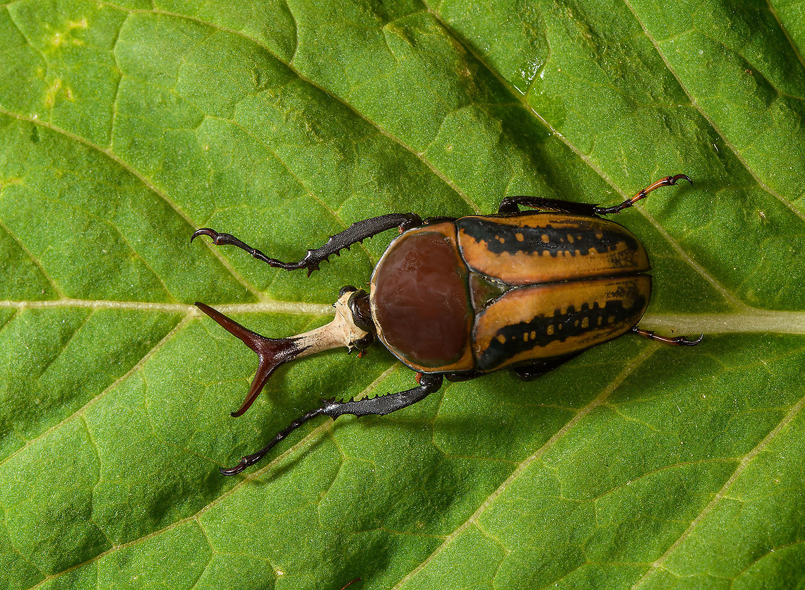 Mecynorhina harrisi - full body Specimen of Mecynorhina harrisi, specifically subspecies Megalorhina harrisi peregrina from Tanzania. As you might guess, this is the male.<br />
<figure class="photo"><a href="https://www.jungledragon.com/image/114992/mecynorhina_harrisi_-_upper_body.html" title="Mecynorhina harrisi - upper body"><img src="https://s3.amazonaws.com/media.jungledragon.com/images/2/114992_thumb.jpg?AWSAccessKeyId=05GMT0V3GWVNE7GGM1R2&Expires=1759968010&Signature=s72HMTvgOVOTWPuF01FXWk%2FtnbU%3D" width="200" height="134" alt="Mecynorhina harrisi - upper body Specimen of Mecynorhina harrisi, specifically subspecies Megalorhina harrisi peregrina from Tanzania. As you might guess, this is the male.<br />
https://www.jungledragon.com/image/114992/mecynorhina_harrisi_-_upper_body.html<br />
https://www.jungledragon.com/image/114993/mecynorhina_harrisi_-_full_body.html<br />
https://www.jungledragon.com/image/114994/mecynorhina_harrisi_-_side_view.html<br />
https://www.jungledragon.com/image/114995/mecynorhina_harrisi_-_head_frontal.html<br />
https://www.jungledragon.com/image/114996/mecynorhina_harrisi_-_head_side_view.html<br />
https://www.jungledragon.com/image/114997/mecynorhina_harrisi_-_head_top_view.html Macro,Mecynorhina harrisi" /></a></figure><br />
<figure class="photo"><a href="https://www.jungledragon.com/image/114993/mecynorhina_harrisi_-_full_body.html" title="Mecynorhina harrisi - full body"><img src="https://s3.amazonaws.com/media.jungledragon.com/images/2/114993_thumb.jpg?AWSAccessKeyId=05GMT0V3GWVNE7GGM1R2&Expires=1759968010&Signature=kkZoMk3O%2B5cELQbRlhzRtgZzEL4%3D" width="200" height="148" alt="Mecynorhina harrisi - full body Specimen of Mecynorhina harrisi, specifically subspecies Megalorhina harrisi peregrina from Tanzania. As you might guess, this is the male.<br />
https://www.jungledragon.com/image/114992/mecynorhina_harrisi_-_upper_body.html<br />
https://www.jungledragon.com/image/114993/mecynorhina_harrisi_-_full_body.html<br />
https://www.jungledragon.com/image/114994/mecynorhina_harrisi_-_side_view.html<br />
https://www.jungledragon.com/image/114995/mecynorhina_harrisi_-_head_frontal.html<br />
https://www.jungledragon.com/image/114996/mecynorhina_harrisi_-_head_side_view.html<br />
https://www.jungledragon.com/image/114997/mecynorhina_harrisi_-_head_top_view.html Macro,Mecynorhina harrisi" /></a></figure><br />
<figure class="photo"><a href="https://www.jungledragon.com/image/114994/mecynorhina_harrisi_-_side_view.html" title="Mecynorhina harrisi - side view"><img src="https://s3.amazonaws.com/media.jungledragon.com/images/2/114994_thumb.jpg?AWSAccessKeyId=05GMT0V3GWVNE7GGM1R2&Expires=1759968010&Signature=MqIXczGWsfYfECx5fFOx2hTtc0U%3D" width="200" height="120" alt="Mecynorhina harrisi - side view Specimen of Mecynorhina harrisi, specifically subspecies Megalorhina harrisi peregrina from Tanzania. As you might guess, this is the male.<br />
https://www.jungledragon.com/image/114992/mecynorhina_harrisi_-_upper_body.html<br />
https://www.jungledragon.com/image/114993/mecynorhina_harrisi_-_full_body.html<br />
https://www.jungledragon.com/image/114994/mecynorhina_harrisi_-_side_view.html<br />
https://www.jungledragon.com/image/114995/mecynorhina_harrisi_-_head_frontal.html<br />
https://www.jungledragon.com/image/114996/mecynorhina_harrisi_-_head_side_view.html<br />
https://www.jungledragon.com/image/114997/mecynorhina_harrisi_-_head_top_view.html Macro,Mecynorhina harrisi" /></a></figure><br />
<figure class="photo"><a href="https://www.jungledragon.com/image/114995/mecynorhina_harrisi_-_head_frontal.html" title="Mecynorhina harrisi - head frontal"><img src="https://s3.amazonaws.com/media.jungledragon.com/images/2/114995_thumb.jpg?AWSAccessKeyId=05GMT0V3GWVNE7GGM1R2&Expires=1759968010&Signature=C3luMgBiS%2FfjsPD5RYkprilvRTg%3D" width="200" height="166" alt="Mecynorhina harrisi - head frontal Specimen of Mecynorhina harrisi, specifically subspecies Megalorhina harrisi peregrina from Tanzania. As you might guess, this is the male.<br />
https://www.jungledragon.com/image/114992/mecynorhina_harrisi_-_upper_body.html<br />
https://www.jungledragon.com/image/114993/mecynorhina_harrisi_-_full_body.html<br />
https://www.jungledragon.com/image/114994/mecynorhina_harrisi_-_side_view.html<br />
https://www.jungledragon.com/image/114995/mecynorhina_harrisi_-_head_frontal.html<br />
https://www.jungledragon.com/image/114996/mecynorhina_harrisi_-_head_side_view.html<br />
https://www.jungledragon.com/image/114997/mecynorhina_harrisi_-_head_top_view.html Extreme Macro,Mecynorhina harrisi" /></a></figure><br />
<figure class="photo"><a href="https://www.jungledragon.com/image/114996/mecynorhina_harrisi_-_head_side_view.html" title="Mecynorhina harrisi - head side view"><img src="https://s3.amazonaws.com/media.jungledragon.com/images/2/114996_thumb.jpg?AWSAccessKeyId=05GMT0V3GWVNE7GGM1R2&Expires=1759968010&Signature=f5JnQvEEn5DMDk8qfhouu%2FuZlnI%3D" width="200" height="134" alt="Mecynorhina harrisi - head side view Specimen of Mecynorhina harrisi, specifically subspecies Megalorhina harrisi peregrina from Tanzania. As you might guess, this is the male.<br />
https://www.jungledragon.com/image/114992/mecynorhina_harrisi_-_upper_body.html<br />
https://www.jungledragon.com/image/114993/mecynorhina_harrisi_-_full_body.html<br />
https://www.jungledragon.com/image/114994/mecynorhina_harrisi_-_side_view.html<br />
https://www.jungledragon.com/image/114995/mecynorhina_harrisi_-_head_frontal.html<br />
https://www.jungledragon.com/image/114996/mecynorhina_harrisi_-_head_side_view.html<br />
https://www.jungledragon.com/image/114997/mecynorhina_harrisi_-_head_top_view.html Extreme Macro,Mecynorhina harrisi" /></a></figure><br />
<figure class="photo"><a href="https://www.jungledragon.com/image/114997/mecynorhina_harrisi_-_head_top_view.html" title="Mecynorhina harrisi - head top view"><img src="https://s3.amazonaws.com/media.jungledragon.com/images/2/114997_thumb.jpg?AWSAccessKeyId=05GMT0V3GWVNE7GGM1R2&Expires=1759968010&Signature=BJBurD5s1iqIqXwNGQ0ftId5P%2B8%3D" width="200" height="140" alt="Mecynorhina harrisi - head top view Specimen of Mecynorhina harrisi, specifically subspecies Megalorhina harrisi peregrina from Tanzania. As you might guess, this is the male.<br />
https://www.jungledragon.com/image/114992/mecynorhina_harrisi_-_upper_body.html<br />
https://www.jungledragon.com/image/114993/mecynorhina_harrisi_-_full_body.html<br />
https://www.jungledragon.com/image/114994/mecynorhina_harrisi_-_side_view.html<br />
https://www.jungledragon.com/image/114995/mecynorhina_harrisi_-_head_frontal.html<br />
https://www.jungledragon.com/image/114996/mecynorhina_harrisi_-_head_side_view.html<br />
https://www.jungledragon.com/image/114997/mecynorhina_harrisi_-_head_top_view.html Extreme Macro,Mecynorhina harrisi" /></a></figure> Macro,Mecynorhina harrisi