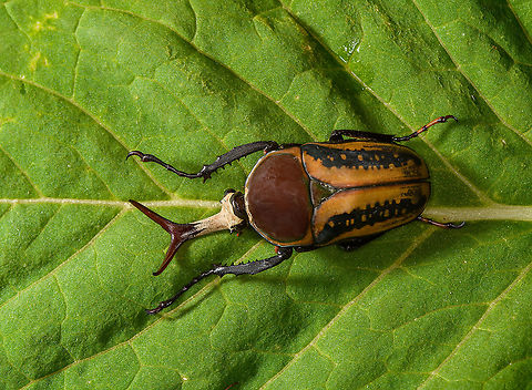 Mecynorhina harrisi - full body Specimen of Mecynorhina harrisi, specifically subspecies Megalorhina harrisi peregrina from Tanzania. As you might guess, this is the male.
https://www.jungledragon.com/image/114992/mecynorhina_harrisi_-_upper_body.html
https://www.jungledragon.com/image/114993/mecynorhina_harrisi_-_full_body.html
https://www.jungledragon.com/image/114994/mecynorhina_harrisi_-_side_view.html
https://www.jungledragon.com/image/114995/mecynorhina_harrisi_-_head_frontal.html
https://www.jungledragon.com/image/114996/mecynorhina_harrisi_-_head_side_view.html
https://www.jungledragon.com/image/114997/mecynorhina_harrisi_-_head_top_view.html Macro,Mecynorhina harrisi