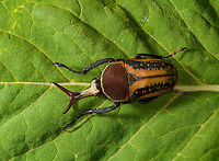 Mecynorhina harrisi - full body Specimen of Mecynorhina harrisi, specifically subspecies Megalorhina harrisi peregrina from Tanzania. As you might guess, this is the male.<br />
https://www.jungledragon.com/image/114992/mecynorhina_harrisi_-_upper_body.html<br />
https://www.jungledragon.com/image/114993/mecynorhina_harrisi_-_full_body.html<br />
https://www.jungledragon.com/image/114994/mecynorhina_harrisi_-_side_view.html<br />
https://www.jungledragon.com/image/114995/mecynorhina_harrisi_-_head_frontal.html<br />
https://www.jungledragon.com/image/114996/mecynorhina_harrisi_-_head_side_view.html<br />
https://www.jungledragon.com/image/114997/mecynorhina_harrisi_-_head_top_view.html Macro,Mecynorhina harrisi