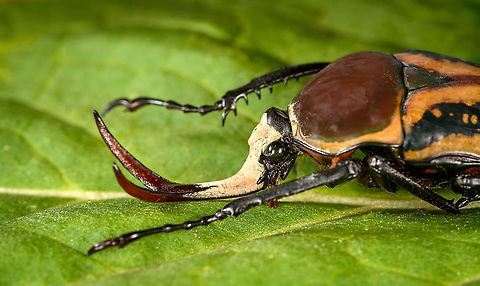 Mecynorhina harrisi - side view Specimen of Mecynorhina harrisi, specifically subspecies Megalorhina harrisi peregrina from Tanzania. As you might guess, this is the male.
https://www.jungledragon.com/image/114992/mecynorhina_harrisi_-_upper_body.html
https://www.jungledragon.com/image/114993/mecynorhina_harrisi_-_full_body.html
https://www.jungledragon.com/image/114994/mecynorhina_harrisi_-_side_view.html
https://www.jungledragon.com/image/114995/mecynorhina_harrisi_-_head_frontal.html
https://www.jungledragon.com/image/114996/mecynorhina_harrisi_-_head_side_view.html
https://www.jungledragon.com/image/114997/mecynorhina_harrisi_-_head_top_view.html Macro,Mecynorhina harrisi