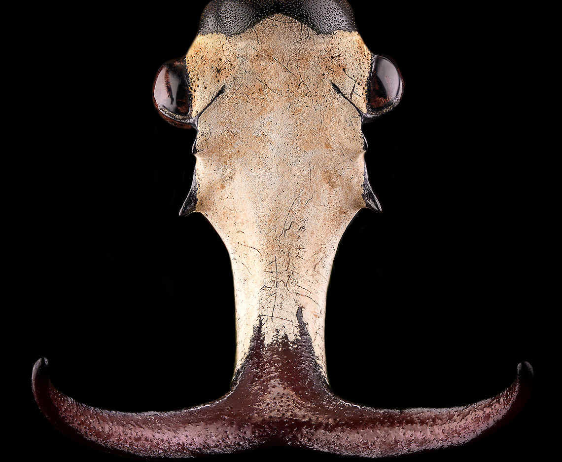 Mecynorhina harrisi - head frontal Specimen of Mecynorhina harrisi, specifically subspecies Megalorhina harrisi peregrina from Tanzania. As you might guess, this is the male.<br />
<figure class="photo"><a href="https://www.jungledragon.com/image/114992/mecynorhina_harrisi_-_upper_body.html" title="Mecynorhina harrisi - upper body"><img src="https://s3.amazonaws.com/media.jungledragon.com/images/2/114992_thumb.jpg?AWSAccessKeyId=05GMT0V3GWVNE7GGM1R2&Expires=1769040010&Signature=CiwLrTXVpmMvuWNcdXsgudmiPsM%3D" width="200" height="134" alt="Mecynorhina harrisi - upper body Specimen of Mecynorhina harrisi, specifically subspecies Megalorhina harrisi peregrina from Tanzania. As you might guess, this is the male.<br />
https://www.jungledragon.com/image/114992/mecynorhina_harrisi_-_upper_body.html<br />
https://www.jungledragon.com/image/114993/mecynorhina_harrisi_-_full_body.html<br />
https://www.jungledragon.com/image/114994/mecynorhina_harrisi_-_side_view.html<br />
https://www.jungledragon.com/image/114995/mecynorhina_harrisi_-_head_frontal.html<br />
https://www.jungledragon.com/image/114996/mecynorhina_harrisi_-_head_side_view.html<br />
https://www.jungledragon.com/image/114997/mecynorhina_harrisi_-_head_top_view.html Macro,Mecynorhina harrisi" /></a></figure><br />
<figure class="photo"><a href="https://www.jungledragon.com/image/114993/mecynorhina_harrisi_-_full_body.html" title="Mecynorhina harrisi - full body"><img src="https://s3.amazonaws.com/media.jungledragon.com/images/2/114993_thumb.jpg?AWSAccessKeyId=05GMT0V3GWVNE7GGM1R2&Expires=1769040010&Signature=Nj%2BptRuoPNKhbMiJCB9EtfKC2Mg%3D" width="200" height="148" alt="Mecynorhina harrisi - full body Specimen of Mecynorhina harrisi, specifically subspecies Megalorhina harrisi peregrina from Tanzania. As you might guess, this is the male.<br />
https://www.jungledragon.com/image/114992/mecynorhina_harrisi_-_upper_body.html<br />
https://www.jungledragon.com/image/114993/mecynorhina_harrisi_-_full_body.html<br />
https://www.jungledragon.com/image/114994/mecynorhina_harrisi_-_side_view.html<br />
https://www.jungledragon.com/image/114995/mecynorhina_harrisi_-_head_frontal.html<br />
https://www.jungledragon.com/image/114996/mecynorhina_harrisi_-_head_side_view.html<br />
https://www.jungledragon.com/image/114997/mecynorhina_harrisi_-_head_top_view.html Macro,Mecynorhina harrisi" /></a></figure><br />
<figure class="photo"><a href="https://www.jungledragon.com/image/114994/mecynorhina_harrisi_-_side_view.html" title="Mecynorhina harrisi - side view"><img src="https://s3.amazonaws.com/media.jungledragon.com/images/2/114994_thumb.jpg?AWSAccessKeyId=05GMT0V3GWVNE7GGM1R2&Expires=1769040010&Signature=0jFO2bqqUp66Tljt7VPyq6Apk%2F4%3D" width="200" height="120" alt="Mecynorhina harrisi - side view Specimen of Mecynorhina harrisi, specifically subspecies Megalorhina harrisi peregrina from Tanzania. As you might guess, this is the male.<br />
https://www.jungledragon.com/image/114992/mecynorhina_harrisi_-_upper_body.html<br />
https://www.jungledragon.com/image/114993/mecynorhina_harrisi_-_full_body.html<br />
https://www.jungledragon.com/image/114994/mecynorhina_harrisi_-_side_view.html<br />
https://www.jungledragon.com/image/114995/mecynorhina_harrisi_-_head_frontal.html<br />
https://www.jungledragon.com/image/114996/mecynorhina_harrisi_-_head_side_view.html<br />
https://www.jungledragon.com/image/114997/mecynorhina_harrisi_-_head_top_view.html Macro,Mecynorhina harrisi" /></a></figure><br />
<figure class="photo"><a href="https://www.jungledragon.com/image/114995/mecynorhina_harrisi_-_head_frontal.html" title="Mecynorhina harrisi - head frontal"><img src="https://s3.amazonaws.com/media.jungledragon.com/images/2/114995_thumb.jpg?AWSAccessKeyId=05GMT0V3GWVNE7GGM1R2&Expires=1769040010&Signature=pwhf812P9X2EqJAccmZt6mAK86o%3D" width="200" height="166" alt="Mecynorhina harrisi - head frontal Specimen of Mecynorhina harrisi, specifically subspecies Megalorhina harrisi peregrina from Tanzania. As you might guess, this is the male.<br />
https://www.jungledragon.com/image/114992/mecynorhina_harrisi_-_upper_body.html<br />
https://www.jungledragon.com/image/114993/mecynorhina_harrisi_-_full_body.html<br />
https://www.jungledragon.com/image/114994/mecynorhina_harrisi_-_side_view.html<br />
https://www.jungledragon.com/image/114995/mecynorhina_harrisi_-_head_frontal.html<br />
https://www.jungledragon.com/image/114996/mecynorhina_harrisi_-_head_side_view.html<br />
https://www.jungledragon.com/image/114997/mecynorhina_harrisi_-_head_top_view.html Extreme Macro,Mecynorhina harrisi" /></a></figure><br />
<figure class="photo"><a href="https://www.jungledragon.com/image/114996/mecynorhina_harrisi_-_head_side_view.html" title="Mecynorhina harrisi - head side view"><img src="https://s3.amazonaws.com/media.jungledragon.com/images/2/114996_thumb.jpg?AWSAccessKeyId=05GMT0V3GWVNE7GGM1R2&Expires=1769040010&Signature=MHhDE0qldcpD2SaYRW%2F0NqiGKJI%3D" width="200" height="134" alt="Mecynorhina harrisi - head side view Specimen of Mecynorhina harrisi, specifically subspecies Megalorhina harrisi peregrina from Tanzania. As you might guess, this is the male.<br />
https://www.jungledragon.com/image/114992/mecynorhina_harrisi_-_upper_body.html<br />
https://www.jungledragon.com/image/114993/mecynorhina_harrisi_-_full_body.html<br />
https://www.jungledragon.com/image/114994/mecynorhina_harrisi_-_side_view.html<br />
https://www.jungledragon.com/image/114995/mecynorhina_harrisi_-_head_frontal.html<br />
https://www.jungledragon.com/image/114996/mecynorhina_harrisi_-_head_side_view.html<br />
https://www.jungledragon.com/image/114997/mecynorhina_harrisi_-_head_top_view.html Extreme Macro,Mecynorhina harrisi" /></a></figure><br />
<figure class="photo"><a href="https://www.jungledragon.com/image/114997/mecynorhina_harrisi_-_head_top_view.html" title="Mecynorhina harrisi - head top view"><img src="https://s3.amazonaws.com/media.jungledragon.com/images/2/114997_thumb.jpg?AWSAccessKeyId=05GMT0V3GWVNE7GGM1R2&Expires=1769040010&Signature=jMJFvuiljD1GBQcwhppAGeEBjOI%3D" width="200" height="140" alt="Mecynorhina harrisi - head top view Specimen of Mecynorhina harrisi, specifically subspecies Megalorhina harrisi peregrina from Tanzania. As you might guess, this is the male.<br />
https://www.jungledragon.com/image/114992/mecynorhina_harrisi_-_upper_body.html<br />
https://www.jungledragon.com/image/114993/mecynorhina_harrisi_-_full_body.html<br />
https://www.jungledragon.com/image/114994/mecynorhina_harrisi_-_side_view.html<br />
https://www.jungledragon.com/image/114995/mecynorhina_harrisi_-_head_frontal.html<br />
https://www.jungledragon.com/image/114996/mecynorhina_harrisi_-_head_side_view.html<br />
https://www.jungledragon.com/image/114997/mecynorhina_harrisi_-_head_top_view.html Extreme Macro,Mecynorhina harrisi" /></a></figure> Extreme Macro,Mecynorhina harrisi