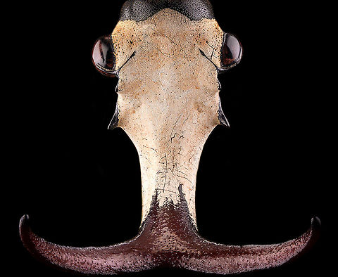 Mecynorhina harrisi - head frontal Specimen of Mecynorhina harrisi, specifically subspecies Megalorhina harrisi peregrina from Tanzania. As you might guess, this is the male.
https://www.jungledragon.com/image/114992/mecynorhina_harrisi_-_upper_body.html
https://www.jungledragon.com/image/114993/mecynorhina_harrisi_-_full_body.html
https://www.jungledragon.com/image/114994/mecynorhina_harrisi_-_side_view.html
https://www.jungledragon.com/image/114995/mecynorhina_harrisi_-_head_frontal.html
https://www.jungledragon.com/image/114996/mecynorhina_harrisi_-_head_side_view.html
https://www.jungledragon.com/image/114997/mecynorhina_harrisi_-_head_top_view.html Extreme Macro,Mecynorhina harrisi