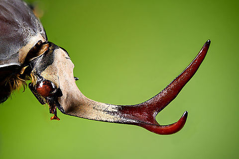 Mecynorhina harrisi - head side view Specimen of Mecynorhina harrisi, specifically subspecies Megalorhina harrisi peregrina from Tanzania. As you might guess, this is the male.
https://www.jungledragon.com/image/114992/mecynorhina_harrisi_-_upper_body.html
https://www.jungledragon.com/image/114993/mecynorhina_harrisi_-_full_body.html
https://www.jungledragon.com/image/114994/mecynorhina_harrisi_-_side_view.html
https://www.jungledragon.com/image/114995/mecynorhina_harrisi_-_head_frontal.html
https://www.jungledragon.com/image/114996/mecynorhina_harrisi_-_head_side_view.html
https://www.jungledragon.com/image/114997/mecynorhina_harrisi_-_head_top_view.html Extreme Macro,Mecynorhina harrisi