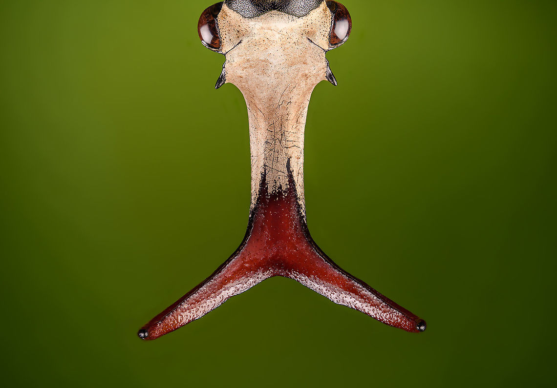 Mecynorhina harrisi - head top view Specimen of Mecynorhina harrisi, specifically subspecies Megalorhina harrisi peregrina from Tanzania. As you might guess, this is the male.<br />
<figure class="photo"><a href="https://www.jungledragon.com/image/114992/mecynorhina_harrisi_-_upper_body.html" title="Mecynorhina harrisi - upper body"><img src="https://s3.amazonaws.com/media.jungledragon.com/images/2/114992_thumb.jpg?AWSAccessKeyId=05GMT0V3GWVNE7GGM1R2&Expires=1770854410&Signature=B%2FGY13vkJ%2FCNwjGOtEZ0DKyl1nU%3D" width="200" height="134" alt="Mecynorhina harrisi - upper body Specimen of Mecynorhina harrisi, specifically subspecies Megalorhina harrisi peregrina from Tanzania. As you might guess, this is the male.<br />
https://www.jungledragon.com/image/114992/mecynorhina_harrisi_-_upper_body.html<br />
https://www.jungledragon.com/image/114993/mecynorhina_harrisi_-_full_body.html<br />
https://www.jungledragon.com/image/114994/mecynorhina_harrisi_-_side_view.html<br />
https://www.jungledragon.com/image/114995/mecynorhina_harrisi_-_head_frontal.html<br />
https://www.jungledragon.com/image/114996/mecynorhina_harrisi_-_head_side_view.html<br />
https://www.jungledragon.com/image/114997/mecynorhina_harrisi_-_head_top_view.html Macro,Mecynorhina harrisi" /></a></figure><br />
<figure class="photo"><a href="https://www.jungledragon.com/image/114993/mecynorhina_harrisi_-_full_body.html" title="Mecynorhina harrisi - full body"><img src="https://s3.amazonaws.com/media.jungledragon.com/images/2/114993_thumb.jpg?AWSAccessKeyId=05GMT0V3GWVNE7GGM1R2&Expires=1770854410&Signature=8cu9KMcNwH7Yk%2BmXyK6jadZepp0%3D" width="200" height="148" alt="Mecynorhina harrisi - full body Specimen of Mecynorhina harrisi, specifically subspecies Megalorhina harrisi peregrina from Tanzania. As you might guess, this is the male.<br />
https://www.jungledragon.com/image/114992/mecynorhina_harrisi_-_upper_body.html<br />
https://www.jungledragon.com/image/114993/mecynorhina_harrisi_-_full_body.html<br />
https://www.jungledragon.com/image/114994/mecynorhina_harrisi_-_side_view.html<br />
https://www.jungledragon.com/image/114995/mecynorhina_harrisi_-_head_frontal.html<br />
https://www.jungledragon.com/image/114996/mecynorhina_harrisi_-_head_side_view.html<br />
https://www.jungledragon.com/image/114997/mecynorhina_harrisi_-_head_top_view.html Macro,Mecynorhina harrisi" /></a></figure><br />
<figure class="photo"><a href="https://www.jungledragon.com/image/114994/mecynorhina_harrisi_-_side_view.html" title="Mecynorhina harrisi - side view"><img src="https://s3.amazonaws.com/media.jungledragon.com/images/2/114994_thumb.jpg?AWSAccessKeyId=05GMT0V3GWVNE7GGM1R2&Expires=1770854410&Signature=N1sp6YpPgeDDIg%2BYI3k%2B7nq%2B35M%3D" width="200" height="120" alt="Mecynorhina harrisi - side view Specimen of Mecynorhina harrisi, specifically subspecies Megalorhina harrisi peregrina from Tanzania. As you might guess, this is the male.<br />
https://www.jungledragon.com/image/114992/mecynorhina_harrisi_-_upper_body.html<br />
https://www.jungledragon.com/image/114993/mecynorhina_harrisi_-_full_body.html<br />
https://www.jungledragon.com/image/114994/mecynorhina_harrisi_-_side_view.html<br />
https://www.jungledragon.com/image/114995/mecynorhina_harrisi_-_head_frontal.html<br />
https://www.jungledragon.com/image/114996/mecynorhina_harrisi_-_head_side_view.html<br />
https://www.jungledragon.com/image/114997/mecynorhina_harrisi_-_head_top_view.html Macro,Mecynorhina harrisi" /></a></figure><br />
<figure class="photo"><a href="https://www.jungledragon.com/image/114995/mecynorhina_harrisi_-_head_frontal.html" title="Mecynorhina harrisi - head frontal"><img src="https://s3.amazonaws.com/media.jungledragon.com/images/2/114995_thumb.jpg?AWSAccessKeyId=05GMT0V3GWVNE7GGM1R2&Expires=1770854410&Signature=rmZQAXJQnO8bkmruqLCgEcCZT0U%3D" width="200" height="166" alt="Mecynorhina harrisi - head frontal Specimen of Mecynorhina harrisi, specifically subspecies Megalorhina harrisi peregrina from Tanzania. As you might guess, this is the male.<br />
https://www.jungledragon.com/image/114992/mecynorhina_harrisi_-_upper_body.html<br />
https://www.jungledragon.com/image/114993/mecynorhina_harrisi_-_full_body.html<br />
https://www.jungledragon.com/image/114994/mecynorhina_harrisi_-_side_view.html<br />
https://www.jungledragon.com/image/114995/mecynorhina_harrisi_-_head_frontal.html<br />
https://www.jungledragon.com/image/114996/mecynorhina_harrisi_-_head_side_view.html<br />
https://www.jungledragon.com/image/114997/mecynorhina_harrisi_-_head_top_view.html Extreme Macro,Mecynorhina harrisi" /></a></figure><br />
<figure class="photo"><a href="https://www.jungledragon.com/image/114996/mecynorhina_harrisi_-_head_side_view.html" title="Mecynorhina harrisi - head side view"><img src="https://s3.amazonaws.com/media.jungledragon.com/images/2/114996_thumb.jpg?AWSAccessKeyId=05GMT0V3GWVNE7GGM1R2&Expires=1770854410&Signature=MijMPsX%2BFQroZCXDjQBxBr2rou0%3D" width="200" height="134" alt="Mecynorhina harrisi - head side view Specimen of Mecynorhina harrisi, specifically subspecies Megalorhina harrisi peregrina from Tanzania. As you might guess, this is the male.<br />
https://www.jungledragon.com/image/114992/mecynorhina_harrisi_-_upper_body.html<br />
https://www.jungledragon.com/image/114993/mecynorhina_harrisi_-_full_body.html<br />
https://www.jungledragon.com/image/114994/mecynorhina_harrisi_-_side_view.html<br />
https://www.jungledragon.com/image/114995/mecynorhina_harrisi_-_head_frontal.html<br />
https://www.jungledragon.com/image/114996/mecynorhina_harrisi_-_head_side_view.html<br />
https://www.jungledragon.com/image/114997/mecynorhina_harrisi_-_head_top_view.html Extreme Macro,Mecynorhina harrisi" /></a></figure><br />
<figure class="photo"><a href="https://www.jungledragon.com/image/114997/mecynorhina_harrisi_-_head_top_view.html" title="Mecynorhina harrisi - head top view"><img src="https://s3.amazonaws.com/media.jungledragon.com/images/2/114997_thumb.jpg?AWSAccessKeyId=05GMT0V3GWVNE7GGM1R2&Expires=1770854410&Signature=xpLIDg8loRbntBCOGhVunCKcWhs%3D" width="200" height="140" alt="Mecynorhina harrisi - head top view Specimen of Mecynorhina harrisi, specifically subspecies Megalorhina harrisi peregrina from Tanzania. As you might guess, this is the male.<br />
https://www.jungledragon.com/image/114992/mecynorhina_harrisi_-_upper_body.html<br />
https://www.jungledragon.com/image/114993/mecynorhina_harrisi_-_full_body.html<br />
https://www.jungledragon.com/image/114994/mecynorhina_harrisi_-_side_view.html<br />
https://www.jungledragon.com/image/114995/mecynorhina_harrisi_-_head_frontal.html<br />
https://www.jungledragon.com/image/114996/mecynorhina_harrisi_-_head_side_view.html<br />
https://www.jungledragon.com/image/114997/mecynorhina_harrisi_-_head_top_view.html Extreme Macro,Mecynorhina harrisi" /></a></figure> Extreme Macro,Mecynorhina harrisi