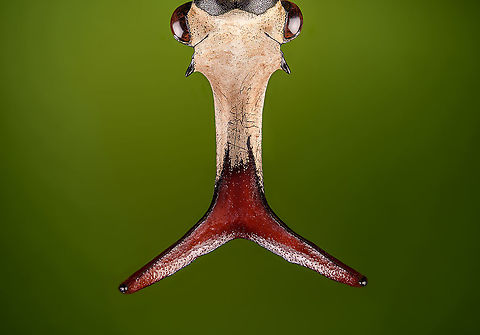 Mecynorhina harrisi - head top view Specimen of Mecynorhina harrisi, specifically subspecies Megalorhina harrisi peregrina from Tanzania. As you might guess, this is the male.
https://www.jungledragon.com/image/114992/mecynorhina_harrisi_-_upper_body.html
https://www.jungledragon.com/image/114993/mecynorhina_harrisi_-_full_body.html
https://www.jungledragon.com/image/114994/mecynorhina_harrisi_-_side_view.html
https://www.jungledragon.com/image/114995/mecynorhina_harrisi_-_head_frontal.html
https://www.jungledragon.com/image/114996/mecynorhina_harrisi_-_head_side_view.html
https://www.jungledragon.com/image/114997/mecynorhina_harrisi_-_head_top_view.html Extreme Macro,Mecynorhina harrisi