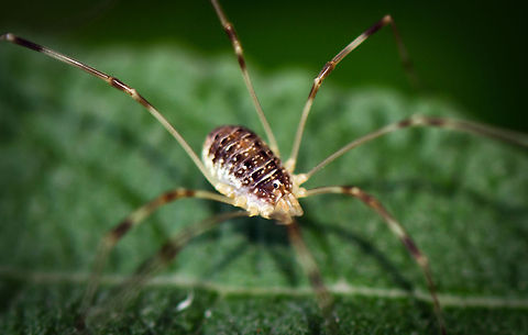 Opilio canestrinii - juvenile, body macro  Geotagged,Heesch,Macro,Opilio,Opilio canestrinii,Opiliones,Phalangiidae,The Netherlands