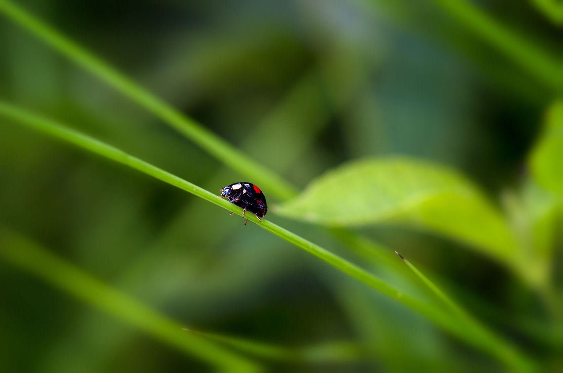 Harmonia axyridis ladybird walking on grass leaf  Geotagged,Harmonia axyridis,Heesch,Macro,The Netherlands