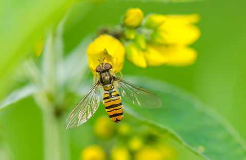 Marmalade Hoverfly feeding on yellow flower  Episyrphus balteatus,Geotagged,Heesch,Macro,Marmalade Hoverfly,The Netherlands