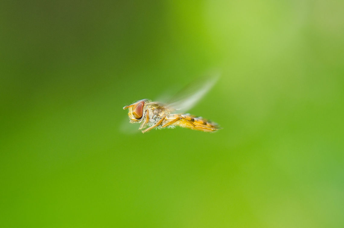 Marmalade Hoverfly in mid air (macro) Check this one out in HD mode. This is a macro of a hover fly in mid air. I was photographing something else entirely when this hoverfly starting floating around my head, hovering almost still in intervals of a few seconds as they usually do. I awaited for his mid air pauzes a few times and each time I snapped as many as I could, using flash to keep a fast shutter speed. It took only 50 tries or so to get one really sharp. Episyrphus balteatus,Geotagged,Heesch,Macro,Marmalade Hoverfly,The Netherlands