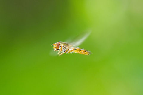 Marmalade Hoverfly in mid air (macro) Check this one out in HD mode. This is a macro of a hover fly in mid air. I was photographing something else entirely when this hoverfly starting floating around my head, hovering almost still in intervals of a few seconds as they usually do. I awaited for his mid air pauzes a few times and each time I snapped as many as I could, using flash to keep a fast shutter speed. It took only 50 tries or so to get one really sharp. Episyrphus balteatus,Geotagged,Heesch,Macro,Marmalade Hoverfly,The Netherlands