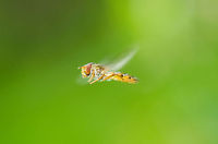 Marmalade Hoverfly in mid air (macro) Check this one out in HD mode. This is a macro of a hover fly in mid air. I was photographing something else entirely when this hoverfly starting floating around my head, hovering almost still in intervals of a few seconds as they usually do. I awaited for his mid air pauzes a few times and each time I snapped as many as I could, using flash to keep a fast shutter speed. It took only 50 tries or so to get one really sharp. Episyrphus balteatus,Geotagged,Heesch,Macro,Marmalade Hoverfly,The Netherlands