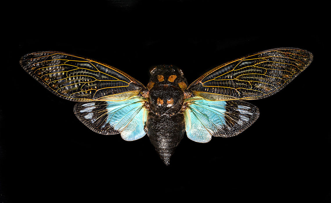 Tosena splendida Specimen. Pretty huge, with a wingspan of 13cm. Originally from Thailand.<br />
<figure class="photo"><a href="https://www.jungledragon.com/image/115301/tosena_splendida.html" title="Tosena splendida"><img src="https://s3.amazonaws.com/media.jungledragon.com/images/2/115301_thumb.jpg?AWSAccessKeyId=05GMT0V3GWVNE7GGM1R2&Expires=1770854410&Signature=nYndxJ0UJ1g%2BauymTe3sp9EZdEk%3D" width="200" height="124" alt="Tosena splendida Specimen. Pretty huge, with a wingspan of 13cm. Originally from Thailand.<br />
https://www.jungledragon.com/image/115301/tosena_splendida.html<br />
https://www.jungledragon.com/image/115302/tosena_splendida_-_wing.html<br />
https://www.jungledragon.com/image/115303/tosena_splendida_-_frontal.html<br />
https://www.jungledragon.com/image/115304/tosena_splendida_-_head.html Macro,Tosena splendida" /></a></figure><br />
<figure class="photo"><a href="https://www.jungledragon.com/image/115302/tosena_splendida_-_wing.html" title="Tosena splendida - wing"><img src="https://s3.amazonaws.com/media.jungledragon.com/images/2/115302_thumb.jpg?AWSAccessKeyId=05GMT0V3GWVNE7GGM1R2&Expires=1770854410&Signature=v8YbkCqsmGevyuFhPo%2FR5gSm3lE%3D" width="200" height="172" alt="Tosena splendida - wing Specimen. Pretty huge, with a wingspan of 13cm. Originally from Thailand.<br />
https://www.jungledragon.com/image/115301/tosena_splendida.html<br />
https://www.jungledragon.com/image/115302/tosena_splendida_-_wing.html<br />
https://www.jungledragon.com/image/115303/tosena_splendida_-_frontal.html<br />
https://www.jungledragon.com/image/115304/tosena_splendida_-_head.html Macro,Tosena splendida" /></a></figure><br />
<figure class="photo"><a href="https://www.jungledragon.com/image/115303/tosena_splendida_-_frontal.html" title="Tosena splendida - frontal"><img src="https://s3.amazonaws.com/media.jungledragon.com/images/2/115303_thumb.jpg?AWSAccessKeyId=05GMT0V3GWVNE7GGM1R2&Expires=1770854410&Signature=xbfN8MvMrG%2BlF4XlDDJpAgeskxM%3D" width="200" height="118" alt="Tosena splendida - frontal Specimen. Pretty huge, with a wingspan of 13cm. Originally from Thailand.<br />
https://www.jungledragon.com/image/115301/tosena_splendida.html<br />
https://www.jungledragon.com/image/115302/tosena_splendida_-_wing.html<br />
https://www.jungledragon.com/image/115303/tosena_splendida_-_frontal.html<br />
https://www.jungledragon.com/image/115304/tosena_splendida_-_head.html Macro,Tosena splendida" /></a></figure><br />
<figure class="photo"><a href="https://www.jungledragon.com/image/115304/tosena_splendida_-_head.html" title="Tosena splendida - head"><img src="https://s3.amazonaws.com/media.jungledragon.com/images/2/115304_thumb.jpg?AWSAccessKeyId=05GMT0V3GWVNE7GGM1R2&Expires=1770854410&Signature=2x6W7MqNs%2FEHo7UKw0lOSxD7G58%3D" width="200" height="116" alt="Tosena splendida - head Specimen. Pretty huge, with a wingspan of 13cm. Originally from Thailand.<br />
https://www.jungledragon.com/image/115301/tosena_splendida.html<br />
https://www.jungledragon.com/image/115302/tosena_splendida_-_wing.html<br />
https://www.jungledragon.com/image/115303/tosena_splendida_-_frontal.html<br />
https://www.jungledragon.com/image/115304/tosena_splendida_-_head.html Extreme Macro Portraits,Macro,Tosena splendida" /></a></figure> Macro,Tosena splendida