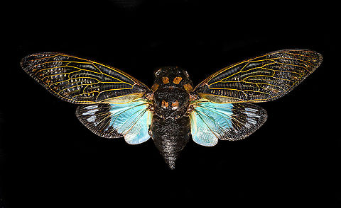 Tosena splendida Specimen. Pretty huge, with a wingspan of 13cm. Originally from Thailand.
https://www.jungledragon.com/image/115301/tosena_splendida.html
https://www.jungledragon.com/image/115302/tosena_splendida_-_wing.html
https://www.jungledragon.com/image/115303/tosena_splendida_-_frontal.html
https://www.jungledragon.com/image/115304/tosena_splendida_-_head.html Macro,Tosena splendida