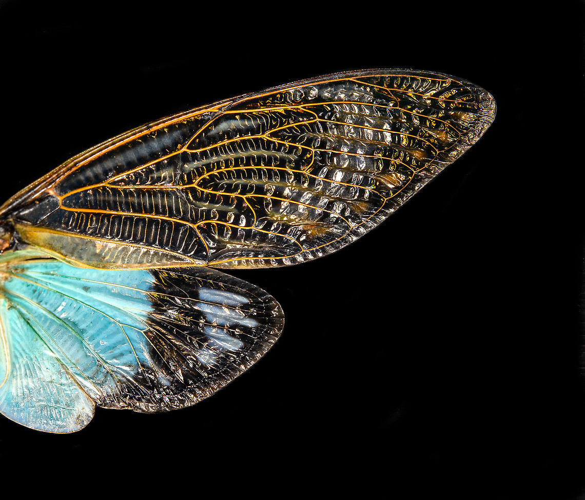 Tosena splendida - wing Specimen. Pretty huge, with a wingspan of 13cm. Originally from Thailand.<br />
<figure class="photo"><a href="https://www.jungledragon.com/image/115301/tosena_splendida.html" title="Tosena splendida"><img src="https://s3.amazonaws.com/media.jungledragon.com/images/2/115301_thumb.jpg?AWSAccessKeyId=05GMT0V3GWVNE7GGM1R2&Expires=1770854410&Signature=nYndxJ0UJ1g%2BauymTe3sp9EZdEk%3D" width="200" height="124" alt="Tosena splendida Specimen. Pretty huge, with a wingspan of 13cm. Originally from Thailand.<br />
https://www.jungledragon.com/image/115301/tosena_splendida.html<br />
https://www.jungledragon.com/image/115302/tosena_splendida_-_wing.html<br />
https://www.jungledragon.com/image/115303/tosena_splendida_-_frontal.html<br />
https://www.jungledragon.com/image/115304/tosena_splendida_-_head.html Macro,Tosena splendida" /></a></figure><br />
<figure class="photo"><a href="https://www.jungledragon.com/image/115302/tosena_splendida_-_wing.html" title="Tosena splendida - wing"><img src="https://s3.amazonaws.com/media.jungledragon.com/images/2/115302_thumb.jpg?AWSAccessKeyId=05GMT0V3GWVNE7GGM1R2&Expires=1770854410&Signature=v8YbkCqsmGevyuFhPo%2FR5gSm3lE%3D" width="200" height="172" alt="Tosena splendida - wing Specimen. Pretty huge, with a wingspan of 13cm. Originally from Thailand.<br />
https://www.jungledragon.com/image/115301/tosena_splendida.html<br />
https://www.jungledragon.com/image/115302/tosena_splendida_-_wing.html<br />
https://www.jungledragon.com/image/115303/tosena_splendida_-_frontal.html<br />
https://www.jungledragon.com/image/115304/tosena_splendida_-_head.html Macro,Tosena splendida" /></a></figure><br />
<figure class="photo"><a href="https://www.jungledragon.com/image/115303/tosena_splendida_-_frontal.html" title="Tosena splendida - frontal"><img src="https://s3.amazonaws.com/media.jungledragon.com/images/2/115303_thumb.jpg?AWSAccessKeyId=05GMT0V3GWVNE7GGM1R2&Expires=1770854410&Signature=xbfN8MvMrG%2BlF4XlDDJpAgeskxM%3D" width="200" height="118" alt="Tosena splendida - frontal Specimen. Pretty huge, with a wingspan of 13cm. Originally from Thailand.<br />
https://www.jungledragon.com/image/115301/tosena_splendida.html<br />
https://www.jungledragon.com/image/115302/tosena_splendida_-_wing.html<br />
https://www.jungledragon.com/image/115303/tosena_splendida_-_frontal.html<br />
https://www.jungledragon.com/image/115304/tosena_splendida_-_head.html Macro,Tosena splendida" /></a></figure><br />
<figure class="photo"><a href="https://www.jungledragon.com/image/115304/tosena_splendida_-_head.html" title="Tosena splendida - head"><img src="https://s3.amazonaws.com/media.jungledragon.com/images/2/115304_thumb.jpg?AWSAccessKeyId=05GMT0V3GWVNE7GGM1R2&Expires=1770854410&Signature=2x6W7MqNs%2FEHo7UKw0lOSxD7G58%3D" width="200" height="116" alt="Tosena splendida - head Specimen. Pretty huge, with a wingspan of 13cm. Originally from Thailand.<br />
https://www.jungledragon.com/image/115301/tosena_splendida.html<br />
https://www.jungledragon.com/image/115302/tosena_splendida_-_wing.html<br />
https://www.jungledragon.com/image/115303/tosena_splendida_-_frontal.html<br />
https://www.jungledragon.com/image/115304/tosena_splendida_-_head.html Extreme Macro Portraits,Macro,Tosena splendida" /></a></figure> Macro,Tosena splendida