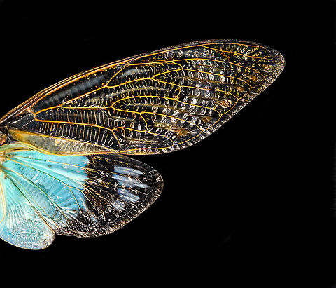 Tosena splendida - wing Specimen. Pretty huge, with a wingspan of 13cm. Originally from Thailand.
https://www.jungledragon.com/image/115301/tosena_splendida.html
https://www.jungledragon.com/image/115302/tosena_splendida_-_wing.html
https://www.jungledragon.com/image/115303/tosena_splendida_-_frontal.html
https://www.jungledragon.com/image/115304/tosena_splendida_-_head.html Macro,Tosena splendida