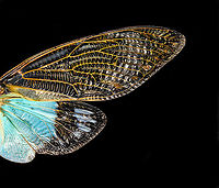 Tosena splendida - wing Specimen. Pretty huge, with a wingspan of 13cm. Originally from Thailand.<br />
https://www.jungledragon.com/image/115301/tosena_splendida.html<br />
https://www.jungledragon.com/image/115302/tosena_splendida_-_wing.html<br />
https://www.jungledragon.com/image/115303/tosena_splendida_-_frontal.html<br />
https://www.jungledragon.com/image/115304/tosena_splendida_-_head.html Macro,Tosena splendida