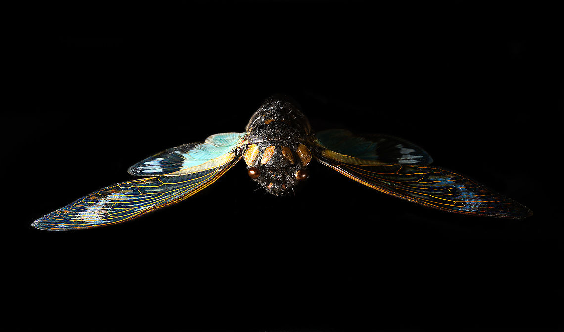 Tosena splendida - frontal Specimen. Pretty huge, with a wingspan of 13cm. Originally from Thailand.<br />
<figure class="photo"><a href="https://www.jungledragon.com/image/115301/tosena_splendida.html" title="Tosena splendida"><img src="https://s3.amazonaws.com/media.jungledragon.com/images/2/115301_thumb.jpg?AWSAccessKeyId=05GMT0V3GWVNE7GGM1R2&Expires=1770854410&Signature=nYndxJ0UJ1g%2BauymTe3sp9EZdEk%3D" width="200" height="124" alt="Tosena splendida Specimen. Pretty huge, with a wingspan of 13cm. Originally from Thailand.<br />
https://www.jungledragon.com/image/115301/tosena_splendida.html<br />
https://www.jungledragon.com/image/115302/tosena_splendida_-_wing.html<br />
https://www.jungledragon.com/image/115303/tosena_splendida_-_frontal.html<br />
https://www.jungledragon.com/image/115304/tosena_splendida_-_head.html Macro,Tosena splendida" /></a></figure><br />
<figure class="photo"><a href="https://www.jungledragon.com/image/115302/tosena_splendida_-_wing.html" title="Tosena splendida - wing"><img src="https://s3.amazonaws.com/media.jungledragon.com/images/2/115302_thumb.jpg?AWSAccessKeyId=05GMT0V3GWVNE7GGM1R2&Expires=1770854410&Signature=v8YbkCqsmGevyuFhPo%2FR5gSm3lE%3D" width="200" height="172" alt="Tosena splendida - wing Specimen. Pretty huge, with a wingspan of 13cm. Originally from Thailand.<br />
https://www.jungledragon.com/image/115301/tosena_splendida.html<br />
https://www.jungledragon.com/image/115302/tosena_splendida_-_wing.html<br />
https://www.jungledragon.com/image/115303/tosena_splendida_-_frontal.html<br />
https://www.jungledragon.com/image/115304/tosena_splendida_-_head.html Macro,Tosena splendida" /></a></figure><br />
<figure class="photo"><a href="https://www.jungledragon.com/image/115303/tosena_splendida_-_frontal.html" title="Tosena splendida - frontal"><img src="https://s3.amazonaws.com/media.jungledragon.com/images/2/115303_thumb.jpg?AWSAccessKeyId=05GMT0V3GWVNE7GGM1R2&Expires=1770854410&Signature=xbfN8MvMrG%2BlF4XlDDJpAgeskxM%3D" width="200" height="118" alt="Tosena splendida - frontal Specimen. Pretty huge, with a wingspan of 13cm. Originally from Thailand.<br />
https://www.jungledragon.com/image/115301/tosena_splendida.html<br />
https://www.jungledragon.com/image/115302/tosena_splendida_-_wing.html<br />
https://www.jungledragon.com/image/115303/tosena_splendida_-_frontal.html<br />
https://www.jungledragon.com/image/115304/tosena_splendida_-_head.html Macro,Tosena splendida" /></a></figure><br />
<figure class="photo"><a href="https://www.jungledragon.com/image/115304/tosena_splendida_-_head.html" title="Tosena splendida - head"><img src="https://s3.amazonaws.com/media.jungledragon.com/images/2/115304_thumb.jpg?AWSAccessKeyId=05GMT0V3GWVNE7GGM1R2&Expires=1770854410&Signature=2x6W7MqNs%2FEHo7UKw0lOSxD7G58%3D" width="200" height="116" alt="Tosena splendida - head Specimen. Pretty huge, with a wingspan of 13cm. Originally from Thailand.<br />
https://www.jungledragon.com/image/115301/tosena_splendida.html<br />
https://www.jungledragon.com/image/115302/tosena_splendida_-_wing.html<br />
https://www.jungledragon.com/image/115303/tosena_splendida_-_frontal.html<br />
https://www.jungledragon.com/image/115304/tosena_splendida_-_head.html Extreme Macro Portraits,Macro,Tosena splendida" /></a></figure> Macro,Tosena splendida