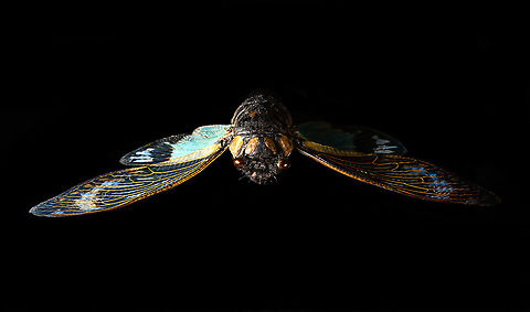 Tosena splendida - frontal Specimen. Pretty huge, with a wingspan of 13cm. Originally from Thailand.
https://www.jungledragon.com/image/115301/tosena_splendida.html
https://www.jungledragon.com/image/115302/tosena_splendida_-_wing.html
https://www.jungledragon.com/image/115303/tosena_splendida_-_frontal.html
https://www.jungledragon.com/image/115304/tosena_splendida_-_head.html Macro,Tosena splendida