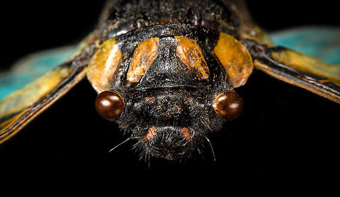 Tosena splendida - head Specimen. Pretty huge, with a wingspan of 13cm. Originally from Thailand.
https://www.jungledragon.com/image/115301/tosena_splendida.html
https://www.jungledragon.com/image/115302/tosena_splendida_-_wing.html
https://www.jungledragon.com/image/115303/tosena_splendida_-_frontal.html
https://www.jungledragon.com/image/115304/tosena_splendida_-_head.html Extreme Macro Portraits,Macro,Tosena splendida