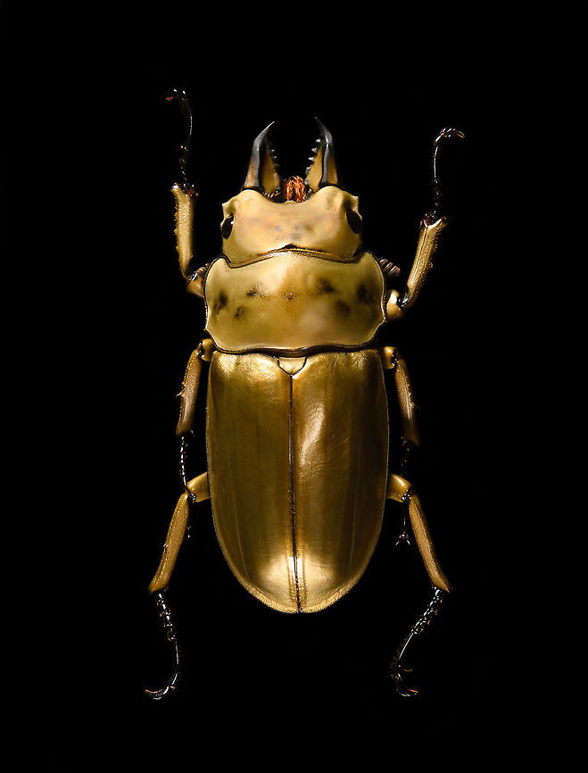 Allotopus rosenbergii Specimen. 40mm from abdomen to head, minus the mandibles. Originally from Java. The common name &quot;Golden Stag Beetle&quot; is ambiguous, as it may also refer to the Australian &quot;Lamprima aurata&quot;.<br />
<figure class="photo"><a href="https://www.jungledragon.com/image/115452/allotopus_rosenbergii.html" title="Allotopus rosenbergii"><img src="https://s3.amazonaws.com/media.jungledragon.com/images/2/115452_thumb.jpg?AWSAccessKeyId=05GMT0V3GWVNE7GGM1R2&Expires=1759968010&Signature=K18a%2FACx0xG3bEBjIeQkP7p%2FLSA%3D" width="116" height="152" alt="Allotopus rosenbergii Specimen. 40mm from abdomen to head, minus the mandibles. Originally from Java. The common name &quot;Golden Stag Beetle&quot; is ambiguous, as it may also refer to the Australian &quot;Lamprima aurata&quot;.<br />
https://www.jungledragon.com/image/115452/allotopus_rosenbergii.html<br />
https://www.jungledragon.com/image/115453/allotopus_rosenbergii_-_side_view.html<br />
https://www.jungledragon.com/image/115454/allotopus_rosenbergii_-_frontal.html<br />
https://www.jungledragon.com/image/115455/allotopus_rosenbergii_-_closeup.html<br />
https://www.jungledragon.com/image/115456/allotopus_rosenbergii_-_eye.html<br />
https://www.jungledragon.com/image/115457/allotopus_rosenbergii_-_head.html<br />
https://www.jungledragon.com/image/115458/allotopus_rosenbergii_-_upper_body.html<br />
https://www.jungledragon.com/image/115459/allotopus_rosenbergii_-_head_frontal.html<br />
https://www.jungledragon.com/image/115460/allotopus_rosenbergii_-_mandibles.html Allotopus rosenbergii,Macro" /></a></figure><br />
<figure class="photo"><a href="https://www.jungledragon.com/image/115453/allotopus_rosenbergii_-_side_view.html" title="Allotopus rosenbergii - side view"><img src="https://s3.amazonaws.com/media.jungledragon.com/images/2/115453_thumb.jpg?AWSAccessKeyId=05GMT0V3GWVNE7GGM1R2&Expires=1759968010&Signature=Xkg4CHjdGsOx%2FhyThE0bSnuhDx8%3D" width="200" height="132" alt="Allotopus rosenbergii - side view Specimen. 40mm from abdomen to head, minus the mandibles. Originally from Java. The common name &quot;Golden Stag Beetle&quot; is ambiguous, as it may also refer to the Australian &quot;Lamprima aurata&quot;.<br />
https://www.jungledragon.com/image/115452/allotopus_rosenbergii.html<br />
https://www.jungledragon.com/image/115453/allotopus_rosenbergii_-_side_view.html<br />
https://www.jungledragon.com/image/115454/allotopus_rosenbergii_-_frontal.html<br />
https://www.jungledragon.com/image/115455/allotopus_rosenbergii_-_closeup.html<br />
https://www.jungledragon.com/image/115456/allotopus_rosenbergii_-_eye.html<br />
https://www.jungledragon.com/image/115457/allotopus_rosenbergii_-_head.html<br />
https://www.jungledragon.com/image/115458/allotopus_rosenbergii_-_upper_body.html<br />
https://www.jungledragon.com/image/115459/allotopus_rosenbergii_-_head_frontal.html<br />
https://www.jungledragon.com/image/115460/allotopus_rosenbergii_-_mandibles.html Allotopus rosenbergii,Macro" /></a></figure><br />
<figure class="photo"><a href="https://www.jungledragon.com/image/115454/allotopus_rosenbergii_-_frontal.html" title="Allotopus rosenbergii - frontal"><img src="https://s3.amazonaws.com/media.jungledragon.com/images/2/115454_thumb.jpg?AWSAccessKeyId=05GMT0V3GWVNE7GGM1R2&Expires=1759968010&Signature=9RpE471XaTIWLmS5bKoN2S%2B4BXo%3D" width="200" height="134" alt="Allotopus rosenbergii - frontal Specimen. 40mm from abdomen to head, minus the mandibles. Originally from Java. The common name &quot;Golden Stag Beetle&quot; is ambiguous, as it may also refer to the Australian &quot;Lamprima aurata&quot;.<br />
https://www.jungledragon.com/image/115452/allotopus_rosenbergii.html<br />
https://www.jungledragon.com/image/115453/allotopus_rosenbergii_-_side_view.html<br />
https://www.jungledragon.com/image/115454/allotopus_rosenbergii_-_frontal.html<br />
https://www.jungledragon.com/image/115455/allotopus_rosenbergii_-_closeup.html<br />
https://www.jungledragon.com/image/115456/allotopus_rosenbergii_-_eye.html<br />
https://www.jungledragon.com/image/115457/allotopus_rosenbergii_-_head.html<br />
https://www.jungledragon.com/image/115458/allotopus_rosenbergii_-_upper_body.html<br />
https://www.jungledragon.com/image/115459/allotopus_rosenbergii_-_head_frontal.html<br />
https://www.jungledragon.com/image/115460/allotopus_rosenbergii_-_mandibles.html Allotopus rosenbergii,Macro" /></a></figure><br />
<figure class="photo"><a href="https://www.jungledragon.com/image/115455/allotopus_rosenbergii_-_closeup.html" title="Allotopus rosenbergii - closeup"><img src="https://s3.amazonaws.com/media.jungledragon.com/images/2/115455_thumb.jpg?AWSAccessKeyId=05GMT0V3GWVNE7GGM1R2&Expires=1759968010&Signature=%2B2RdfsXGlyfHgAsHmYbyke9I1wU%3D" width="200" height="162" alt="Allotopus rosenbergii - closeup Specimen. 40mm from abdomen to head, minus the mandibles. Originally from Java. The common name &quot;Golden Stag Beetle&quot; is ambiguous, as it may also refer to the Australian &quot;Lamprima aurata&quot;.<br />
https://www.jungledragon.com/image/115452/allotopus_rosenbergii.html<br />
https://www.jungledragon.com/image/115453/allotopus_rosenbergii_-_side_view.html<br />
https://www.jungledragon.com/image/115454/allotopus_rosenbergii_-_frontal.html<br />
https://www.jungledragon.com/image/115455/allotopus_rosenbergii_-_closeup.html<br />
https://www.jungledragon.com/image/115456/allotopus_rosenbergii_-_eye.html<br />
https://www.jungledragon.com/image/115457/allotopus_rosenbergii_-_head.html<br />
https://www.jungledragon.com/image/115458/allotopus_rosenbergii_-_upper_body.html<br />
https://www.jungledragon.com/image/115459/allotopus_rosenbergii_-_head_frontal.html<br />
https://www.jungledragon.com/image/115460/allotopus_rosenbergii_-_mandibles.html Allotopus rosenbergii,Macro" /></a></figure><br />
<figure class="photo"><a href="https://www.jungledragon.com/image/115456/allotopus_rosenbergii_-_eye.html" title="Allotopus rosenbergii - eye"><img src="https://s3.amazonaws.com/media.jungledragon.com/images/2/115456_thumb.jpg?AWSAccessKeyId=05GMT0V3GWVNE7GGM1R2&Expires=1759968010&Signature=q%2BS4jE1qWw7%2Fwj3fhK217kqMP5c%3D" width="106" height="152" alt="Allotopus rosenbergii - eye Specimen. 40mm from abdomen to head, minus the mandibles. Originally from Java. The common name &quot;Golden Stag Beetle&quot; is ambiguous, as it may also refer to the Australian &quot;Lamprima aurata&quot;.<br />
https://www.jungledragon.com/image/115452/allotopus_rosenbergii.html<br />
https://www.jungledragon.com/image/115453/allotopus_rosenbergii_-_side_view.html<br />
https://www.jungledragon.com/image/115454/allotopus_rosenbergii_-_frontal.html<br />
https://www.jungledragon.com/image/115455/allotopus_rosenbergii_-_closeup.html<br />
https://www.jungledragon.com/image/115456/allotopus_rosenbergii_-_eye.html<br />
https://www.jungledragon.com/image/115457/allotopus_rosenbergii_-_head.html<br />
https://www.jungledragon.com/image/115458/allotopus_rosenbergii_-_upper_body.html<br />
https://www.jungledragon.com/image/115459/allotopus_rosenbergii_-_head_frontal.html<br />
https://www.jungledragon.com/image/115460/allotopus_rosenbergii_-_mandibles.html Allotopus rosenbergii,Extreme Macro" /></a></figure><br />
<figure class="photo"><a href="https://www.jungledragon.com/image/115457/allotopus_rosenbergii_-_head.html" title="Allotopus rosenbergii - head"><img src="https://s3.amazonaws.com/media.jungledragon.com/images/2/115457_thumb.jpg?AWSAccessKeyId=05GMT0V3GWVNE7GGM1R2&Expires=1759968010&Signature=3NBncqjG2H9aZ4iaveAvSI889%2FE%3D" width="200" height="142" alt="Allotopus rosenbergii - head Specimen. 40mm from abdomen to head, minus the mandibles. Originally from Java. The common name &quot;Golden Stag Beetle&quot; is ambiguous, as it may also refer to the Australian &quot;Lamprima aurata&quot;.<br />
https://www.jungledragon.com/image/115452/allotopus_rosenbergii.html<br />
https://www.jungledragon.com/image/115453/allotopus_rosenbergii_-_side_view.html<br />
https://www.jungledragon.com/image/115454/allotopus_rosenbergii_-_frontal.html<br />
https://www.jungledragon.com/image/115455/allotopus_rosenbergii_-_closeup.html<br />
https://www.jungledragon.com/image/115456/allotopus_rosenbergii_-_eye.html<br />
https://www.jungledragon.com/image/115457/allotopus_rosenbergii_-_head.html<br />
https://www.jungledragon.com/image/115458/allotopus_rosenbergii_-_upper_body.html<br />
https://www.jungledragon.com/image/115459/allotopus_rosenbergii_-_head_frontal.html<br />
https://www.jungledragon.com/image/115460/allotopus_rosenbergii_-_mandibles.html Allotopus rosenbergii,Extreme Macro" /></a></figure><br />
<figure class="photo"><a href="https://www.jungledragon.com/image/115458/allotopus_rosenbergii_-_upper_body.html" title="Allotopus rosenbergii - upper body"><img src="https://s3.amazonaws.com/media.jungledragon.com/images/2/115458_thumb.jpg?AWSAccessKeyId=05GMT0V3GWVNE7GGM1R2&Expires=1759968010&Signature=7OltgnFBG5gcWZbtav9KYdyl1sc%3D" width="200" height="134" alt="Allotopus rosenbergii - upper body Specimen. 40mm from abdomen to head, minus the mandibles. Originally from Java. The common name &quot;Golden Stag Beetle&quot; is ambiguous, as it may also refer to the Australian &quot;Lamprima aurata&quot;.<br />
https://www.jungledragon.com/image/115452/allotopus_rosenbergii.html<br />
https://www.jungledragon.com/image/115453/allotopus_rosenbergii_-_side_view.html<br />
https://www.jungledragon.com/image/115454/allotopus_rosenbergii_-_frontal.html<br />
https://www.jungledragon.com/image/115455/allotopus_rosenbergii_-_closeup.html<br />
https://www.jungledragon.com/image/115456/allotopus_rosenbergii_-_eye.html<br />
https://www.jungledragon.com/image/115457/allotopus_rosenbergii_-_head.html<br />
https://www.jungledragon.com/image/115458/allotopus_rosenbergii_-_upper_body.html<br />
https://www.jungledragon.com/image/115459/allotopus_rosenbergii_-_head_frontal.html<br />
https://www.jungledragon.com/image/115460/allotopus_rosenbergii_-_mandibles.html Allotopus rosenbergii,Extreme Macro" /></a></figure><br />
<figure class="photo"><a href="https://www.jungledragon.com/image/115459/allotopus_rosenbergii_-_head_frontal.html" title="Allotopus rosenbergii - head frontal"><img src="https://s3.amazonaws.com/media.jungledragon.com/images/2/115459_thumb.jpg?AWSAccessKeyId=05GMT0V3GWVNE7GGM1R2&Expires=1759968010&Signature=3DR7a5eLnfviOO3yAs%2Bje31fESI%3D" width="200" height="178" alt="Allotopus rosenbergii - head frontal Specimen. 40mm from abdomen to head, minus the mandibles. Originally from Java. The common name &quot;Golden Stag Beetle&quot; is ambiguous, as it may also refer to the Australian &quot;Lamprima aurata&quot;.<br />
https://www.jungledragon.com/image/115452/allotopus_rosenbergii.html<br />
https://www.jungledragon.com/image/115453/allotopus_rosenbergii_-_side_view.html<br />
https://www.jungledragon.com/image/115454/allotopus_rosenbergii_-_frontal.html<br />
https://www.jungledragon.com/image/115455/allotopus_rosenbergii_-_closeup.html<br />
https://www.jungledragon.com/image/115456/allotopus_rosenbergii_-_eye.html<br />
https://www.jungledragon.com/image/115457/allotopus_rosenbergii_-_head.html<br />
https://www.jungledragon.com/image/115458/allotopus_rosenbergii_-_upper_body.html<br />
https://www.jungledragon.com/image/115459/allotopus_rosenbergii_-_head_frontal.html<br />
https://www.jungledragon.com/image/115460/allotopus_rosenbergii_-_mandibles.html Allotopus rosenbergii,Extreme Macro,Extreme Macro Portraits" /></a></figure><br />
<figure class="photo"><a href="https://www.jungledragon.com/image/115460/allotopus_rosenbergii_-_mandibles.html" title="Allotopus rosenbergii - mandibles"><img src="https://s3.amazonaws.com/media.jungledragon.com/images/2/115460_thumb.jpg?AWSAccessKeyId=05GMT0V3GWVNE7GGM1R2&Expires=1759968010&Signature=AYU4D1yH06Kq21lr6IgnJuB65kI%3D" width="200" height="136" alt="Allotopus rosenbergii - mandibles Specimen. 40mm from abdomen to head, minus the mandibles. Originally from Java. The common name &quot;Golden Stag Beetle&quot; is ambiguous, as it may also refer to the Australian &quot;Lamprima aurata&quot;.<br />
https://www.jungledragon.com/image/115452/allotopus_rosenbergii.html<br />
https://www.jungledragon.com/image/115453/allotopus_rosenbergii_-_side_view.html<br />
https://www.jungledragon.com/image/115454/allotopus_rosenbergii_-_frontal.html<br />
https://www.jungledragon.com/image/115455/allotopus_rosenbergii_-_closeup.html<br />
https://www.jungledragon.com/image/115456/allotopus_rosenbergii_-_eye.html<br />
https://www.jungledragon.com/image/115457/allotopus_rosenbergii_-_head.html<br />
https://www.jungledragon.com/image/115458/allotopus_rosenbergii_-_upper_body.html<br />
https://www.jungledragon.com/image/115459/allotopus_rosenbergii_-_head_frontal.html<br />
https://www.jungledragon.com/image/115460/allotopus_rosenbergii_-_mandibles.html Allotopus rosenbergii,Extreme Macro" /></a></figure> Allotopus rosenbergii,Macro