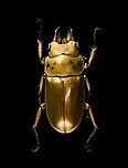 Allotopus rosenbergii Specimen. 40mm from abdomen to head, minus the mandibles. Originally from Java. The common name "Golden Stag Beetle" is ambiguous, as it may also refer to the Australian "Lamprima aurata".<br />
https://www.jungledragon.com/image/115452/allotopus_rosenbergii.html<br />
https://www.jungledragon.com/image/115453/allotopus_rosenbergii_-_side_view.html<br />
https://www.jungledragon.com/image/115454/allotopus_rosenbergii_-_frontal.html<br />
https://www.jungledragon.com/image/115455/allotopus_rosenbergii_-_closeup.html<br />
https://www.jungledragon.com/image/115456/allotopus_rosenbergii_-_eye.html<br />
https://www.jungledragon.com/image/115457/allotopus_rosenbergii_-_head.html<br />
https://www.jungledragon.com/image/115458/allotopus_rosenbergii_-_upper_body.html<br />
https://www.jungledragon.com/image/115459/allotopus_rosenbergii_-_head_frontal.html<br />
https://www.jungledragon.com/image/115460/allotopus_rosenbergii_-_mandibles.html Allotopus rosenbergii,Macro