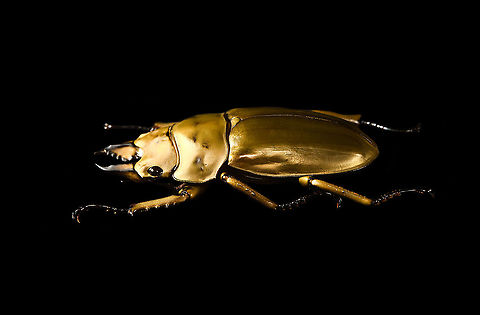 Allotopus rosenbergii - side view Specimen. 40mm from abdomen to head, minus the mandibles. Originally from Java. The common name "Golden Stag Beetle" is ambiguous, as it may also refer to the Australian "Lamprima aurata".
https://www.jungledragon.com/image/115452/allotopus_rosenbergii.html
https://www.jungledragon.com/image/115453/allotopus_rosenbergii_-_side_view.html
https://www.jungledragon.com/image/115454/allotopus_rosenbergii_-_frontal.html
https://www.jungledragon.com/image/115455/allotopus_rosenbergii_-_closeup.html
https://www.jungledragon.com/image/115456/allotopus_rosenbergii_-_eye.html
https://www.jungledragon.com/image/115457/allotopus_rosenbergii_-_head.html
https://www.jungledragon.com/image/115458/allotopus_rosenbergii_-_upper_body.html
https://www.jungledragon.com/image/115459/allotopus_rosenbergii_-_head_frontal.html
https://www.jungledragon.com/image/115460/allotopus_rosenbergii_-_mandibles.html Allotopus rosenbergii,Macro