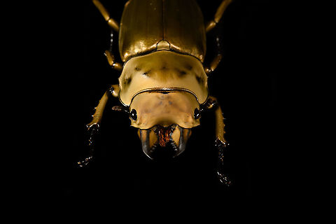 Allotopus rosenbergii - frontal Specimen. 40mm from abdomen to head, minus the mandibles. Originally from Java. The common name "Golden Stag Beetle" is ambiguous, as it may also refer to the Australian "Lamprima aurata".
https://www.jungledragon.com/image/115452/allotopus_rosenbergii.html
https://www.jungledragon.com/image/115453/allotopus_rosenbergii_-_side_view.html
https://www.jungledragon.com/image/115454/allotopus_rosenbergii_-_frontal.html
https://www.jungledragon.com/image/115455/allotopus_rosenbergii_-_closeup.html
https://www.jungledragon.com/image/115456/allotopus_rosenbergii_-_eye.html
https://www.jungledragon.com/image/115457/allotopus_rosenbergii_-_head.html
https://www.jungledragon.com/image/115458/allotopus_rosenbergii_-_upper_body.html
https://www.jungledragon.com/image/115459/allotopus_rosenbergii_-_head_frontal.html
https://www.jungledragon.com/image/115460/allotopus_rosenbergii_-_mandibles.html Allotopus rosenbergii,Macro