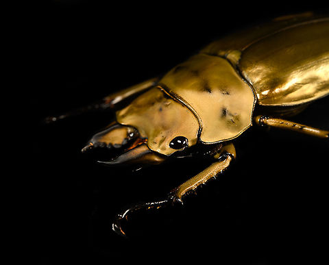 Allotopus rosenbergii - closeup Specimen. 40mm from abdomen to head, minus the mandibles. Originally from Java. The common name "Golden Stag Beetle" is ambiguous, as it may also refer to the Australian "Lamprima aurata".
https://www.jungledragon.com/image/115452/allotopus_rosenbergii.html
https://www.jungledragon.com/image/115453/allotopus_rosenbergii_-_side_view.html
https://www.jungledragon.com/image/115454/allotopus_rosenbergii_-_frontal.html
https://www.jungledragon.com/image/115455/allotopus_rosenbergii_-_closeup.html
https://www.jungledragon.com/image/115456/allotopus_rosenbergii_-_eye.html
https://www.jungledragon.com/image/115457/allotopus_rosenbergii_-_head.html
https://www.jungledragon.com/image/115458/allotopus_rosenbergii_-_upper_body.html
https://www.jungledragon.com/image/115459/allotopus_rosenbergii_-_head_frontal.html
https://www.jungledragon.com/image/115460/allotopus_rosenbergii_-_mandibles.html Allotopus rosenbergii,Macro