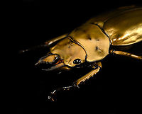 Allotopus rosenbergii - closeup Specimen. 40mm from abdomen to head, minus the mandibles. Originally from Java. The common name "Golden Stag Beetle" is ambiguous, as it may also refer to the Australian "Lamprima aurata".<br />
https://www.jungledragon.com/image/115452/allotopus_rosenbergii.html<br />
https://www.jungledragon.com/image/115453/allotopus_rosenbergii_-_side_view.html<br />
https://www.jungledragon.com/image/115454/allotopus_rosenbergii_-_frontal.html<br />
https://www.jungledragon.com/image/115455/allotopus_rosenbergii_-_closeup.html<br />
https://www.jungledragon.com/image/115456/allotopus_rosenbergii_-_eye.html<br />
https://www.jungledragon.com/image/115457/allotopus_rosenbergii_-_head.html<br />
https://www.jungledragon.com/image/115458/allotopus_rosenbergii_-_upper_body.html<br />
https://www.jungledragon.com/image/115459/allotopus_rosenbergii_-_head_frontal.html<br />
https://www.jungledragon.com/image/115460/allotopus_rosenbergii_-_mandibles.html Allotopus rosenbergii,Macro