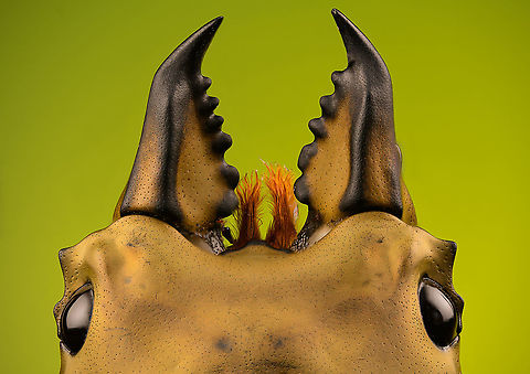 Allotopus rosenbergii - head Specimen. 40mm from abdomen to head, minus the mandibles. Originally from Java. The common name "Golden Stag Beetle" is ambiguous, as it may also refer to the Australian "Lamprima aurata".
https://www.jungledragon.com/image/115452/allotopus_rosenbergii.html
https://www.jungledragon.com/image/115453/allotopus_rosenbergii_-_side_view.html
https://www.jungledragon.com/image/115454/allotopus_rosenbergii_-_frontal.html
https://www.jungledragon.com/image/115455/allotopus_rosenbergii_-_closeup.html
https://www.jungledragon.com/image/115456/allotopus_rosenbergii_-_eye.html
https://www.jungledragon.com/image/115457/allotopus_rosenbergii_-_head.html
https://www.jungledragon.com/image/115458/allotopus_rosenbergii_-_upper_body.html
https://www.jungledragon.com/image/115459/allotopus_rosenbergii_-_head_frontal.html
https://www.jungledragon.com/image/115460/allotopus_rosenbergii_-_mandibles.html Allotopus rosenbergii,Extreme Macro