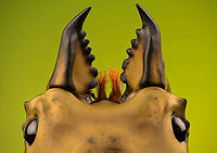 Allotopus rosenbergii - head Specimen. 40mm from abdomen to head, minus the mandibles. Originally from Java. The common name "Golden Stag Beetle" is ambiguous, as it may also refer to the Australian "Lamprima aurata".<br />
https://www.jungledragon.com/image/115452/allotopus_rosenbergii.html<br />
https://www.jungledragon.com/image/115453/allotopus_rosenbergii_-_side_view.html<br />
https://www.jungledragon.com/image/115454/allotopus_rosenbergii_-_frontal.html<br />
https://www.jungledragon.com/image/115455/allotopus_rosenbergii_-_closeup.html<br />
https://www.jungledragon.com/image/115456/allotopus_rosenbergii_-_eye.html<br />
https://www.jungledragon.com/image/115457/allotopus_rosenbergii_-_head.html<br />
https://www.jungledragon.com/image/115458/allotopus_rosenbergii_-_upper_body.html<br />
https://www.jungledragon.com/image/115459/allotopus_rosenbergii_-_head_frontal.html<br />
https://www.jungledragon.com/image/115460/allotopus_rosenbergii_-_mandibles.html Allotopus rosenbergii,Extreme Macro