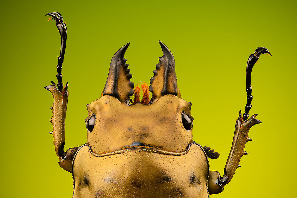 Allotopus rosenbergii - upper body Specimen. 40mm from abdomen to head, minus the mandibles. Originally from Java. The common name &quot;Golden Stag Beetle&quot; is ambiguous, as it may also refer to the Australian &quot;Lamprima aurata&quot;.<br />
<figure class="photo"><a href="https://www.jungledragon.com/image/115452/allotopus_rosenbergii.html" title="Allotopus rosenbergii"><img src="https://s3.amazonaws.com/media.jungledragon.com/images/2/115452_thumb.jpg?AWSAccessKeyId=05GMT0V3GWVNE7GGM1R2&Expires=1759968010&Signature=K18a%2FACx0xG3bEBjIeQkP7p%2FLSA%3D" width="116" height="152" alt="Allotopus rosenbergii Specimen. 40mm from abdomen to head, minus the mandibles. Originally from Java. The common name &quot;Golden Stag Beetle&quot; is ambiguous, as it may also refer to the Australian &quot;Lamprima aurata&quot;.<br />
https://www.jungledragon.com/image/115452/allotopus_rosenbergii.html<br />
https://www.jungledragon.com/image/115453/allotopus_rosenbergii_-_side_view.html<br />
https://www.jungledragon.com/image/115454/allotopus_rosenbergii_-_frontal.html<br />
https://www.jungledragon.com/image/115455/allotopus_rosenbergii_-_closeup.html<br />
https://www.jungledragon.com/image/115456/allotopus_rosenbergii_-_eye.html<br />
https://www.jungledragon.com/image/115457/allotopus_rosenbergii_-_head.html<br />
https://www.jungledragon.com/image/115458/allotopus_rosenbergii_-_upper_body.html<br />
https://www.jungledragon.com/image/115459/allotopus_rosenbergii_-_head_frontal.html<br />
https://www.jungledragon.com/image/115460/allotopus_rosenbergii_-_mandibles.html Allotopus rosenbergii,Macro" /></a></figure><br />
<figure class="photo"><a href="https://www.jungledragon.com/image/115453/allotopus_rosenbergii_-_side_view.html" title="Allotopus rosenbergii - side view"><img src="https://s3.amazonaws.com/media.jungledragon.com/images/2/115453_thumb.jpg?AWSAccessKeyId=05GMT0V3GWVNE7GGM1R2&Expires=1759968010&Signature=Xkg4CHjdGsOx%2FhyThE0bSnuhDx8%3D" width="200" height="132" alt="Allotopus rosenbergii - side view Specimen. 40mm from abdomen to head, minus the mandibles. Originally from Java. The common name &quot;Golden Stag Beetle&quot; is ambiguous, as it may also refer to the Australian &quot;Lamprima aurata&quot;.<br />
https://www.jungledragon.com/image/115452/allotopus_rosenbergii.html<br />
https://www.jungledragon.com/image/115453/allotopus_rosenbergii_-_side_view.html<br />
https://www.jungledragon.com/image/115454/allotopus_rosenbergii_-_frontal.html<br />
https://www.jungledragon.com/image/115455/allotopus_rosenbergii_-_closeup.html<br />
https://www.jungledragon.com/image/115456/allotopus_rosenbergii_-_eye.html<br />
https://www.jungledragon.com/image/115457/allotopus_rosenbergii_-_head.html<br />
https://www.jungledragon.com/image/115458/allotopus_rosenbergii_-_upper_body.html<br />
https://www.jungledragon.com/image/115459/allotopus_rosenbergii_-_head_frontal.html<br />
https://www.jungledragon.com/image/115460/allotopus_rosenbergii_-_mandibles.html Allotopus rosenbergii,Macro" /></a></figure><br />
<figure class="photo"><a href="https://www.jungledragon.com/image/115454/allotopus_rosenbergii_-_frontal.html" title="Allotopus rosenbergii - frontal"><img src="https://s3.amazonaws.com/media.jungledragon.com/images/2/115454_thumb.jpg?AWSAccessKeyId=05GMT0V3GWVNE7GGM1R2&Expires=1759968010&Signature=9RpE471XaTIWLmS5bKoN2S%2B4BXo%3D" width="200" height="134" alt="Allotopus rosenbergii - frontal Specimen. 40mm from abdomen to head, minus the mandibles. Originally from Java. The common name &quot;Golden Stag Beetle&quot; is ambiguous, as it may also refer to the Australian &quot;Lamprima aurata&quot;.<br />
https://www.jungledragon.com/image/115452/allotopus_rosenbergii.html<br />
https://www.jungledragon.com/image/115453/allotopus_rosenbergii_-_side_view.html<br />
https://www.jungledragon.com/image/115454/allotopus_rosenbergii_-_frontal.html<br />
https://www.jungledragon.com/image/115455/allotopus_rosenbergii_-_closeup.html<br />
https://www.jungledragon.com/image/115456/allotopus_rosenbergii_-_eye.html<br />
https://www.jungledragon.com/image/115457/allotopus_rosenbergii_-_head.html<br />
https://www.jungledragon.com/image/115458/allotopus_rosenbergii_-_upper_body.html<br />
https://www.jungledragon.com/image/115459/allotopus_rosenbergii_-_head_frontal.html<br />
https://www.jungledragon.com/image/115460/allotopus_rosenbergii_-_mandibles.html Allotopus rosenbergii,Macro" /></a></figure><br />
<figure class="photo"><a href="https://www.jungledragon.com/image/115455/allotopus_rosenbergii_-_closeup.html" title="Allotopus rosenbergii - closeup"><img src="https://s3.amazonaws.com/media.jungledragon.com/images/2/115455_thumb.jpg?AWSAccessKeyId=05GMT0V3GWVNE7GGM1R2&Expires=1759968010&Signature=%2B2RdfsXGlyfHgAsHmYbyke9I1wU%3D" width="200" height="162" alt="Allotopus rosenbergii - closeup Specimen. 40mm from abdomen to head, minus the mandibles. Originally from Java. The common name &quot;Golden Stag Beetle&quot; is ambiguous, as it may also refer to the Australian &quot;Lamprima aurata&quot;.<br />
https://www.jungledragon.com/image/115452/allotopus_rosenbergii.html<br />
https://www.jungledragon.com/image/115453/allotopus_rosenbergii_-_side_view.html<br />
https://www.jungledragon.com/image/115454/allotopus_rosenbergii_-_frontal.html<br />
https://www.jungledragon.com/image/115455/allotopus_rosenbergii_-_closeup.html<br />
https://www.jungledragon.com/image/115456/allotopus_rosenbergii_-_eye.html<br />
https://www.jungledragon.com/image/115457/allotopus_rosenbergii_-_head.html<br />
https://www.jungledragon.com/image/115458/allotopus_rosenbergii_-_upper_body.html<br />
https://www.jungledragon.com/image/115459/allotopus_rosenbergii_-_head_frontal.html<br />
https://www.jungledragon.com/image/115460/allotopus_rosenbergii_-_mandibles.html Allotopus rosenbergii,Macro" /></a></figure><br />
<figure class="photo"><a href="https://www.jungledragon.com/image/115456/allotopus_rosenbergii_-_eye.html" title="Allotopus rosenbergii - eye"><img src="https://s3.amazonaws.com/media.jungledragon.com/images/2/115456_thumb.jpg?AWSAccessKeyId=05GMT0V3GWVNE7GGM1R2&Expires=1759968010&Signature=q%2BS4jE1qWw7%2Fwj3fhK217kqMP5c%3D" width="106" height="152" alt="Allotopus rosenbergii - eye Specimen. 40mm from abdomen to head, minus the mandibles. Originally from Java. The common name &quot;Golden Stag Beetle&quot; is ambiguous, as it may also refer to the Australian &quot;Lamprima aurata&quot;.<br />
https://www.jungledragon.com/image/115452/allotopus_rosenbergii.html<br />
https://www.jungledragon.com/image/115453/allotopus_rosenbergii_-_side_view.html<br />
https://www.jungledragon.com/image/115454/allotopus_rosenbergii_-_frontal.html<br />
https://www.jungledragon.com/image/115455/allotopus_rosenbergii_-_closeup.html<br />
https://www.jungledragon.com/image/115456/allotopus_rosenbergii_-_eye.html<br />
https://www.jungledragon.com/image/115457/allotopus_rosenbergii_-_head.html<br />
https://www.jungledragon.com/image/115458/allotopus_rosenbergii_-_upper_body.html<br />
https://www.jungledragon.com/image/115459/allotopus_rosenbergii_-_head_frontal.html<br />
https://www.jungledragon.com/image/115460/allotopus_rosenbergii_-_mandibles.html Allotopus rosenbergii,Extreme Macro" /></a></figure><br />
<figure class="photo"><a href="https://www.jungledragon.com/image/115457/allotopus_rosenbergii_-_head.html" title="Allotopus rosenbergii - head"><img src="https://s3.amazonaws.com/media.jungledragon.com/images/2/115457_thumb.jpg?AWSAccessKeyId=05GMT0V3GWVNE7GGM1R2&Expires=1759968010&Signature=3NBncqjG2H9aZ4iaveAvSI889%2FE%3D" width="200" height="142" alt="Allotopus rosenbergii - head Specimen. 40mm from abdomen to head, minus the mandibles. Originally from Java. The common name &quot;Golden Stag Beetle&quot; is ambiguous, as it may also refer to the Australian &quot;Lamprima aurata&quot;.<br />
https://www.jungledragon.com/image/115452/allotopus_rosenbergii.html<br />
https://www.jungledragon.com/image/115453/allotopus_rosenbergii_-_side_view.html<br />
https://www.jungledragon.com/image/115454/allotopus_rosenbergii_-_frontal.html<br />
https://www.jungledragon.com/image/115455/allotopus_rosenbergii_-_closeup.html<br />
https://www.jungledragon.com/image/115456/allotopus_rosenbergii_-_eye.html<br />
https://www.jungledragon.com/image/115457/allotopus_rosenbergii_-_head.html<br />
https://www.jungledragon.com/image/115458/allotopus_rosenbergii_-_upper_body.html<br />
https://www.jungledragon.com/image/115459/allotopus_rosenbergii_-_head_frontal.html<br />
https://www.jungledragon.com/image/115460/allotopus_rosenbergii_-_mandibles.html Allotopus rosenbergii,Extreme Macro" /></a></figure><br />
<figure class="photo"><a href="https://www.jungledragon.com/image/115458/allotopus_rosenbergii_-_upper_body.html" title="Allotopus rosenbergii - upper body"><img src="https://s3.amazonaws.com/media.jungledragon.com/images/2/115458_thumb.jpg?AWSAccessKeyId=05GMT0V3GWVNE7GGM1R2&Expires=1759968010&Signature=7OltgnFBG5gcWZbtav9KYdyl1sc%3D" width="200" height="134" alt="Allotopus rosenbergii - upper body Specimen. 40mm from abdomen to head, minus the mandibles. Originally from Java. The common name &quot;Golden Stag Beetle&quot; is ambiguous, as it may also refer to the Australian &quot;Lamprima aurata&quot;.<br />
https://www.jungledragon.com/image/115452/allotopus_rosenbergii.html<br />
https://www.jungledragon.com/image/115453/allotopus_rosenbergii_-_side_view.html<br />
https://www.jungledragon.com/image/115454/allotopus_rosenbergii_-_frontal.html<br />
https://www.jungledragon.com/image/115455/allotopus_rosenbergii_-_closeup.html<br />
https://www.jungledragon.com/image/115456/allotopus_rosenbergii_-_eye.html<br />
https://www.jungledragon.com/image/115457/allotopus_rosenbergii_-_head.html<br />
https://www.jungledragon.com/image/115458/allotopus_rosenbergii_-_upper_body.html<br />
https://www.jungledragon.com/image/115459/allotopus_rosenbergii_-_head_frontal.html<br />
https://www.jungledragon.com/image/115460/allotopus_rosenbergii_-_mandibles.html Allotopus rosenbergii,Extreme Macro" /></a></figure><br />
<figure class="photo"><a href="https://www.jungledragon.com/image/115459/allotopus_rosenbergii_-_head_frontal.html" title="Allotopus rosenbergii - head frontal"><img src="https://s3.amazonaws.com/media.jungledragon.com/images/2/115459_thumb.jpg?AWSAccessKeyId=05GMT0V3GWVNE7GGM1R2&Expires=1759968010&Signature=3DR7a5eLnfviOO3yAs%2Bje31fESI%3D" width="200" height="178" alt="Allotopus rosenbergii - head frontal Specimen. 40mm from abdomen to head, minus the mandibles. Originally from Java. The common name &quot;Golden Stag Beetle&quot; is ambiguous, as it may also refer to the Australian &quot;Lamprima aurata&quot;.<br />
https://www.jungledragon.com/image/115452/allotopus_rosenbergii.html<br />
https://www.jungledragon.com/image/115453/allotopus_rosenbergii_-_side_view.html<br />
https://www.jungledragon.com/image/115454/allotopus_rosenbergii_-_frontal.html<br />
https://www.jungledragon.com/image/115455/allotopus_rosenbergii_-_closeup.html<br />
https://www.jungledragon.com/image/115456/allotopus_rosenbergii_-_eye.html<br />
https://www.jungledragon.com/image/115457/allotopus_rosenbergii_-_head.html<br />
https://www.jungledragon.com/image/115458/allotopus_rosenbergii_-_upper_body.html<br />
https://www.jungledragon.com/image/115459/allotopus_rosenbergii_-_head_frontal.html<br />
https://www.jungledragon.com/image/115460/allotopus_rosenbergii_-_mandibles.html Allotopus rosenbergii,Extreme Macro,Extreme Macro Portraits" /></a></figure><br />
<figure class="photo"><a href="https://www.jungledragon.com/image/115460/allotopus_rosenbergii_-_mandibles.html" title="Allotopus rosenbergii - mandibles"><img src="https://s3.amazonaws.com/media.jungledragon.com/images/2/115460_thumb.jpg?AWSAccessKeyId=05GMT0V3GWVNE7GGM1R2&Expires=1759968010&Signature=AYU4D1yH06Kq21lr6IgnJuB65kI%3D" width="200" height="136" alt="Allotopus rosenbergii - mandibles Specimen. 40mm from abdomen to head, minus the mandibles. Originally from Java. The common name &quot;Golden Stag Beetle&quot; is ambiguous, as it may also refer to the Australian &quot;Lamprima aurata&quot;.<br />
https://www.jungledragon.com/image/115452/allotopus_rosenbergii.html<br />
https://www.jungledragon.com/image/115453/allotopus_rosenbergii_-_side_view.html<br />
https://www.jungledragon.com/image/115454/allotopus_rosenbergii_-_frontal.html<br />
https://www.jungledragon.com/image/115455/allotopus_rosenbergii_-_closeup.html<br />
https://www.jungledragon.com/image/115456/allotopus_rosenbergii_-_eye.html<br />
https://www.jungledragon.com/image/115457/allotopus_rosenbergii_-_head.html<br />
https://www.jungledragon.com/image/115458/allotopus_rosenbergii_-_upper_body.html<br />
https://www.jungledragon.com/image/115459/allotopus_rosenbergii_-_head_frontal.html<br />
https://www.jungledragon.com/image/115460/allotopus_rosenbergii_-_mandibles.html Allotopus rosenbergii,Extreme Macro" /></a></figure> Allotopus rosenbergii,Extreme Macro