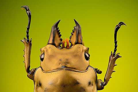 Allotopus rosenbergii - upper body Specimen. 40mm from abdomen to head, minus the mandibles. Originally from Java. The common name "Golden Stag Beetle" is ambiguous, as it may also refer to the Australian "Lamprima aurata".
https://www.jungledragon.com/image/115452/allotopus_rosenbergii.html
https://www.jungledragon.com/image/115453/allotopus_rosenbergii_-_side_view.html
https://www.jungledragon.com/image/115454/allotopus_rosenbergii_-_frontal.html
https://www.jungledragon.com/image/115455/allotopus_rosenbergii_-_closeup.html
https://www.jungledragon.com/image/115456/allotopus_rosenbergii_-_eye.html
https://www.jungledragon.com/image/115457/allotopus_rosenbergii_-_head.html
https://www.jungledragon.com/image/115458/allotopus_rosenbergii_-_upper_body.html
https://www.jungledragon.com/image/115459/allotopus_rosenbergii_-_head_frontal.html
https://www.jungledragon.com/image/115460/allotopus_rosenbergii_-_mandibles.html Allotopus rosenbergii,Extreme Macro