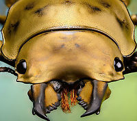 Allotopus rosenbergii - head frontal Specimen. 40mm from abdomen to head, minus the mandibles. Originally from Java. The common name "Golden Stag Beetle" is ambiguous, as it may also refer to the Australian "Lamprima aurata".<br />
https://www.jungledragon.com/image/115452/allotopus_rosenbergii.html<br />
https://www.jungledragon.com/image/115453/allotopus_rosenbergii_-_side_view.html<br />
https://www.jungledragon.com/image/115454/allotopus_rosenbergii_-_frontal.html<br />
https://www.jungledragon.com/image/115455/allotopus_rosenbergii_-_closeup.html<br />
https://www.jungledragon.com/image/115456/allotopus_rosenbergii_-_eye.html<br />
https://www.jungledragon.com/image/115457/allotopus_rosenbergii_-_head.html<br />
https://www.jungledragon.com/image/115458/allotopus_rosenbergii_-_upper_body.html<br />
https://www.jungledragon.com/image/115459/allotopus_rosenbergii_-_head_frontal.html<br />
https://www.jungledragon.com/image/115460/allotopus_rosenbergii_-_mandibles.html Allotopus rosenbergii,Extreme Macro,Extreme Macro Portraits