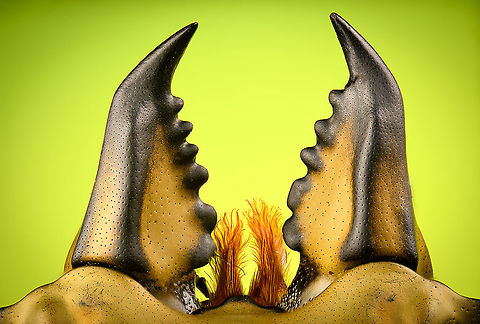 Allotopus rosenbergii