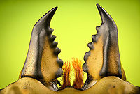 Allotopus rosenbergii - mandibles Specimen. 40mm from abdomen to head, minus the mandibles. Originally from Java. The common name "Golden Stag Beetle" is ambiguous, as it may also refer to the Australian "Lamprima aurata".<br />
https://www.jungledragon.com/image/115452/allotopus_rosenbergii.html<br />
https://www.jungledragon.com/image/115453/allotopus_rosenbergii_-_side_view.html<br />
https://www.jungledragon.com/image/115454/allotopus_rosenbergii_-_frontal.html<br />
https://www.jungledragon.com/image/115455/allotopus_rosenbergii_-_closeup.html<br />
https://www.jungledragon.com/image/115456/allotopus_rosenbergii_-_eye.html<br />
https://www.jungledragon.com/image/115457/allotopus_rosenbergii_-_head.html<br />
https://www.jungledragon.com/image/115458/allotopus_rosenbergii_-_upper_body.html<br />
https://www.jungledragon.com/image/115459/allotopus_rosenbergii_-_head_frontal.html<br />
https://www.jungledragon.com/image/115460/allotopus_rosenbergii_-_mandibles.html Allotopus rosenbergii,Extreme Macro