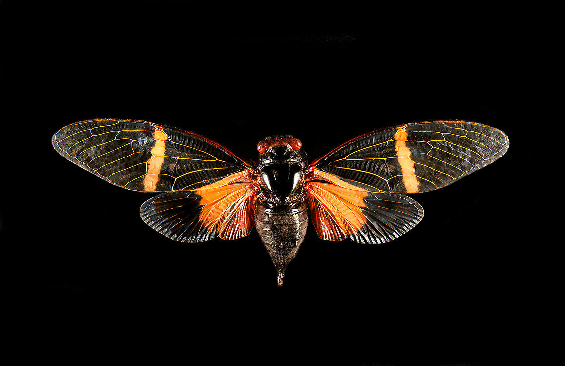 Tosena paviei Specimen, wingspan 9cm. Macro,Tosena paviei
