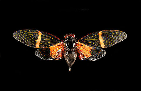 Tosena paviei Specimen, wingspan 9cm. Macro,Tosena paviei