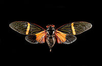 Tosena paviei Specimen, wingspan 9cm. Macro,Tosena paviei