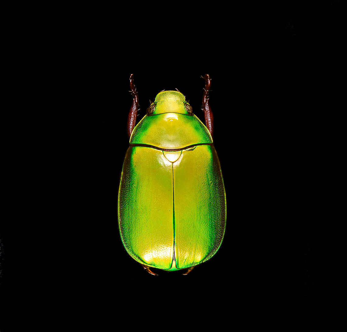Anomala dimidiata Specimen, about 20mm. Originally from Thailand. This one is extremely iridescent and reflective, struggled a lot with the lighting.<br />
<figure class="photo"><a href="https://www.jungledragon.com/image/115499/anomala_dimidiata.html" title="Anomala dimidiata"><img src="https://s3.amazonaws.com/media.jungledragon.com/images/2/115499_thumb.jpg?AWSAccessKeyId=05GMT0V3GWVNE7GGM1R2&Expires=1759968010&Signature=sCha1OO5g0tjelo5fcCmpvml0RY%3D" width="200" height="192" alt="Anomala dimidiata Specimen, about 20mm. Originally from Thailand. This one is extremely iridescent and reflective, struggled a lot with the lighting.<br />
https://www.jungledragon.com/image/115499/anomala_dimidiata.html<br />
https://www.jungledragon.com/image/115500/anomala_dimidiata_-_top_view.html<br />
https://www.jungledragon.com/image/115501/anomala_dimidiata_-_side_view.html<br />
https://www.jungledragon.com/image/115502/anomala_dimidiata_-_frontal.html<br />
https://www.jungledragon.com/image/115504/anomala_dimidiata_-_upper_body.html<br />
https://www.jungledragon.com/image/115505/anomala_dimidiata_-_head.html Anomala dimidiata,Macro" /></a></figure><br />
<figure class="photo"><a href="https://www.jungledragon.com/image/115500/anomala_dimidiata_-_top_view.html" title="Anomala dimidiata - top view"><img src="https://s3.amazonaws.com/media.jungledragon.com/images/2/115500_thumb.jpg?AWSAccessKeyId=05GMT0V3GWVNE7GGM1R2&Expires=1759968010&Signature=dZK5Dga%2BUIJqGDAeJAqUl28z5DI%3D" width="128" height="152" alt="Anomala dimidiata - top view Specimen, about 20mm. Originally from Thailand. This one is extremely iridescent and reflective, struggled a lot with the lighting.<br />
https://www.jungledragon.com/image/115499/anomala_dimidiata.html<br />
https://www.jungledragon.com/image/115500/anomala_dimidiata_-_top_view.html<br />
https://www.jungledragon.com/image/115501/anomala_dimidiata_-_side_view.html<br />
https://www.jungledragon.com/image/115502/anomala_dimidiata_-_frontal.html<br />
https://www.jungledragon.com/image/115504/anomala_dimidiata_-_upper_body.html<br />
https://www.jungledragon.com/image/115505/anomala_dimidiata_-_head.html Anomala dimidiata,Macro" /></a></figure><br />
<figure class="photo"><a href="https://www.jungledragon.com/image/115501/anomala_dimidiata_-_side_view.html" title="Anomala dimidiata - side view"><img src="https://s3.amazonaws.com/media.jungledragon.com/images/2/115501_thumb.jpg?AWSAccessKeyId=05GMT0V3GWVNE7GGM1R2&Expires=1759968010&Signature=%2BUBvHMTd%2BTTAKMf44J6R7mhVIT4%3D" width="200" height="134" alt="Anomala dimidiata - side view Specimen, about 20mm. Originally from Thailand. This one is extremely iridescent and reflective, struggled a lot with the lighting.<br />
https://www.jungledragon.com/image/115499/anomala_dimidiata.html<br />
https://www.jungledragon.com/image/115500/anomala_dimidiata_-_top_view.html<br />
https://www.jungledragon.com/image/115501/anomala_dimidiata_-_side_view.html<br />
https://www.jungledragon.com/image/115502/anomala_dimidiata_-_frontal.html<br />
https://www.jungledragon.com/image/115504/anomala_dimidiata_-_upper_body.html<br />
https://www.jungledragon.com/image/115505/anomala_dimidiata_-_head.html Anomala dimidiata,Macro" /></a></figure><br />
<figure class="photo"><a href="https://www.jungledragon.com/image/115502/anomala_dimidiata_-_frontal.html" title="Anomala dimidiata - frontal"><img src="https://s3.amazonaws.com/media.jungledragon.com/images/2/115502_thumb.jpg?AWSAccessKeyId=05GMT0V3GWVNE7GGM1R2&Expires=1759968010&Signature=wlURtWD9666%2F549BiCmHIrwTV6A%3D" width="200" height="134" alt="Anomala dimidiata - frontal Specimen, about 20mm. Originally from Thailand. This one is extremely iridescent and reflective, struggled a lot with the lighting.<br />
https://www.jungledragon.com/image/115499/anomala_dimidiata.html<br />
https://www.jungledragon.com/image/115500/anomala_dimidiata_-_top_view.html<br />
https://www.jungledragon.com/image/115501/anomala_dimidiata_-_side_view.html<br />
https://www.jungledragon.com/image/115502/anomala_dimidiata_-_frontal.html<br />
https://www.jungledragon.com/image/115504/anomala_dimidiata_-_upper_body.html<br />
https://www.jungledragon.com/image/115505/anomala_dimidiata_-_head.html Anomala dimidiata,Macro" /></a></figure><br />
<figure class="photo"><a href="https://www.jungledragon.com/image/115504/anomala_dimidiata_-_upper_body.html" title="Anomala dimidiata - upper body"><img src="https://s3.amazonaws.com/media.jungledragon.com/images/2/115504_thumb.jpg?AWSAccessKeyId=05GMT0V3GWVNE7GGM1R2&Expires=1759968010&Signature=HTOMJHAgegArEilEmfMdPdnJiTE%3D" width="200" height="128" alt="Anomala dimidiata - upper body Specimen, about 20mm. Originally from Thailand. This one is extremely iridescent and reflective, struggled a lot with the lighting.<br />
https://www.jungledragon.com/image/115499/anomala_dimidiata.html<br />
https://www.jungledragon.com/image/115500/anomala_dimidiata_-_top_view.html<br />
https://www.jungledragon.com/image/115501/anomala_dimidiata_-_side_view.html<br />
https://www.jungledragon.com/image/115502/anomala_dimidiata_-_frontal.html<br />
https://www.jungledragon.com/image/115504/anomala_dimidiata_-_upper_body.html<br />
https://www.jungledragon.com/image/115505/anomala_dimidiata_-_head.html Anomala dimidiata,Extreme Macro" /></a></figure><br />
<figure class="photo"><a href="https://www.jungledragon.com/image/115505/anomala_dimidiata_-_head.html" title="Anomala dimidiata - head"><img src="https://s3.amazonaws.com/media.jungledragon.com/images/2/115505_thumb.jpg?AWSAccessKeyId=05GMT0V3GWVNE7GGM1R2&Expires=1759968010&Signature=EOfWqXPkKFxBRls5WlpSINikN8c%3D" width="200" height="170" alt="Anomala dimidiata - head Specimen, about 20mm. Originally from Thailand. This one is extremely iridescent and reflective, struggled a lot with the lighting.<br />
https://www.jungledragon.com/image/115499/anomala_dimidiata.html<br />
https://www.jungledragon.com/image/115500/anomala_dimidiata_-_top_view.html<br />
https://www.jungledragon.com/image/115501/anomala_dimidiata_-_side_view.html<br />
https://www.jungledragon.com/image/115502/anomala_dimidiata_-_frontal.html<br />
https://www.jungledragon.com/image/115504/anomala_dimidiata_-_upper_body.html<br />
https://www.jungledragon.com/image/115505/anomala_dimidiata_-_head.html Anomala dimidiata,Extreme Macro,Extreme Macro Portraits" /></a></figure> Anomala dimidiata,Macro