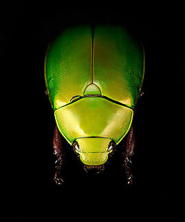 Anomala dimidiata - top view Specimen, about 20mm. Originally from Thailand. This one is extremely iridescent and reflective, struggled a lot with the lighting.
https://www.jungledragon.com/image/115499/anomala_dimidiata.html
https://www.jungledragon.com/image/115500/anomala_dimidiata_-_top_view.html
https://www.jungledragon.com/image/115501/anomala_dimidiata_-_side_view.html
https://www.jungledragon.com/image/115502/anomala_dimidiata_-_frontal.html
https://www.jungledragon.com/image/115504/anomala_dimidiata_-_upper_body.html
https://www.jungledragon.com/image/115505/anomala_dimidiata_-_head.html Anomala dimidiata,Macro