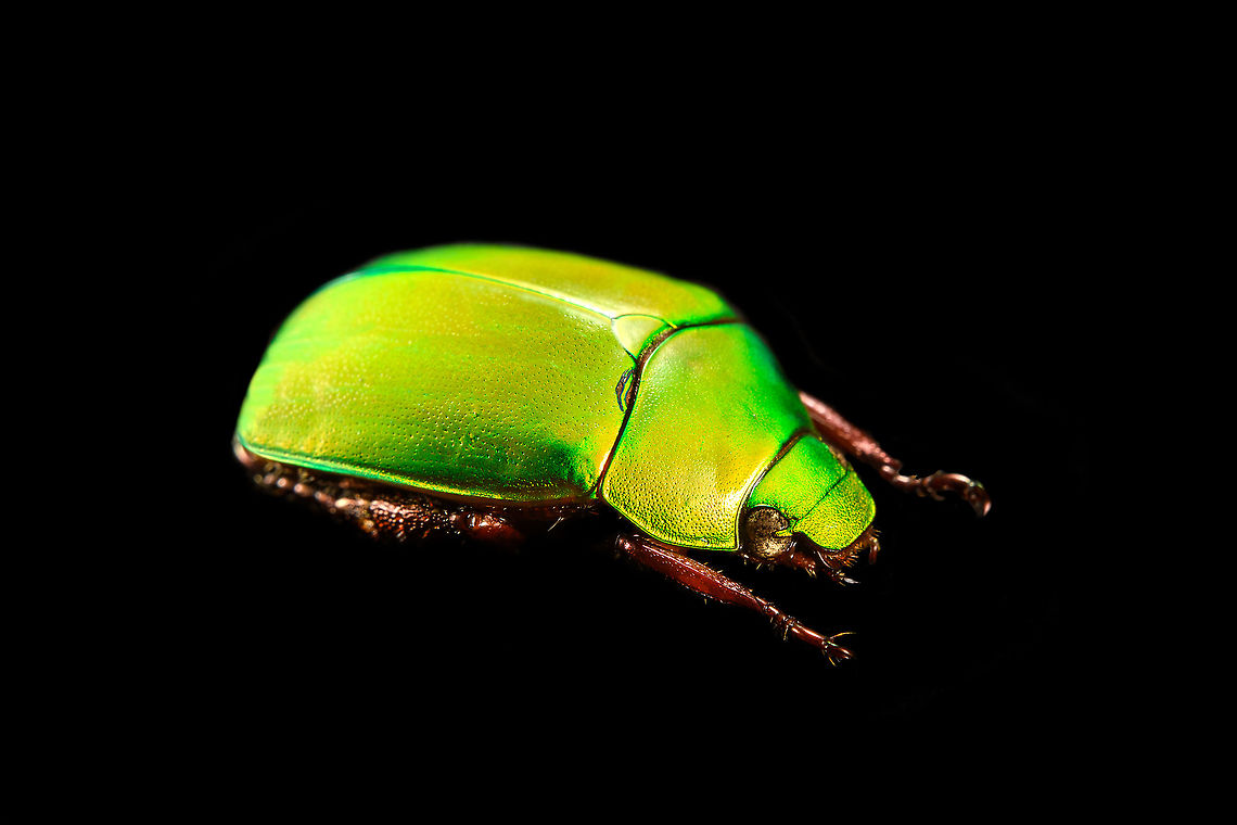 Anomala dimidiata - side view Specimen, about 20mm. Originally from Thailand. This one is extremely iridescent and reflective, struggled a lot with the lighting.<br />
<figure class="photo"><a href="https://www.jungledragon.com/image/115499/anomala_dimidiata.html" title="Anomala dimidiata"><img src="https://s3.amazonaws.com/media.jungledragon.com/images/2/115499_thumb.jpg?AWSAccessKeyId=05GMT0V3GWVNE7GGM1R2&Expires=1759968010&Signature=sCha1OO5g0tjelo5fcCmpvml0RY%3D" width="200" height="192" alt="Anomala dimidiata Specimen, about 20mm. Originally from Thailand. This one is extremely iridescent and reflective, struggled a lot with the lighting.<br />
https://www.jungledragon.com/image/115499/anomala_dimidiata.html<br />
https://www.jungledragon.com/image/115500/anomala_dimidiata_-_top_view.html<br />
https://www.jungledragon.com/image/115501/anomala_dimidiata_-_side_view.html<br />
https://www.jungledragon.com/image/115502/anomala_dimidiata_-_frontal.html<br />
https://www.jungledragon.com/image/115504/anomala_dimidiata_-_upper_body.html<br />
https://www.jungledragon.com/image/115505/anomala_dimidiata_-_head.html Anomala dimidiata,Macro" /></a></figure><br />
<figure class="photo"><a href="https://www.jungledragon.com/image/115500/anomala_dimidiata_-_top_view.html" title="Anomala dimidiata - top view"><img src="https://s3.amazonaws.com/media.jungledragon.com/images/2/115500_thumb.jpg?AWSAccessKeyId=05GMT0V3GWVNE7GGM1R2&Expires=1759968010&Signature=dZK5Dga%2BUIJqGDAeJAqUl28z5DI%3D" width="128" height="152" alt="Anomala dimidiata - top view Specimen, about 20mm. Originally from Thailand. This one is extremely iridescent and reflective, struggled a lot with the lighting.<br />
https://www.jungledragon.com/image/115499/anomala_dimidiata.html<br />
https://www.jungledragon.com/image/115500/anomala_dimidiata_-_top_view.html<br />
https://www.jungledragon.com/image/115501/anomala_dimidiata_-_side_view.html<br />
https://www.jungledragon.com/image/115502/anomala_dimidiata_-_frontal.html<br />
https://www.jungledragon.com/image/115504/anomala_dimidiata_-_upper_body.html<br />
https://www.jungledragon.com/image/115505/anomala_dimidiata_-_head.html Anomala dimidiata,Macro" /></a></figure><br />
<figure class="photo"><a href="https://www.jungledragon.com/image/115501/anomala_dimidiata_-_side_view.html" title="Anomala dimidiata - side view"><img src="https://s3.amazonaws.com/media.jungledragon.com/images/2/115501_thumb.jpg?AWSAccessKeyId=05GMT0V3GWVNE7GGM1R2&Expires=1759968010&Signature=%2BUBvHMTd%2BTTAKMf44J6R7mhVIT4%3D" width="200" height="134" alt="Anomala dimidiata - side view Specimen, about 20mm. Originally from Thailand. This one is extremely iridescent and reflective, struggled a lot with the lighting.<br />
https://www.jungledragon.com/image/115499/anomala_dimidiata.html<br />
https://www.jungledragon.com/image/115500/anomala_dimidiata_-_top_view.html<br />
https://www.jungledragon.com/image/115501/anomala_dimidiata_-_side_view.html<br />
https://www.jungledragon.com/image/115502/anomala_dimidiata_-_frontal.html<br />
https://www.jungledragon.com/image/115504/anomala_dimidiata_-_upper_body.html<br />
https://www.jungledragon.com/image/115505/anomala_dimidiata_-_head.html Anomala dimidiata,Macro" /></a></figure><br />
<figure class="photo"><a href="https://www.jungledragon.com/image/115502/anomala_dimidiata_-_frontal.html" title="Anomala dimidiata - frontal"><img src="https://s3.amazonaws.com/media.jungledragon.com/images/2/115502_thumb.jpg?AWSAccessKeyId=05GMT0V3GWVNE7GGM1R2&Expires=1759968010&Signature=wlURtWD9666%2F549BiCmHIrwTV6A%3D" width="200" height="134" alt="Anomala dimidiata - frontal Specimen, about 20mm. Originally from Thailand. This one is extremely iridescent and reflective, struggled a lot with the lighting.<br />
https://www.jungledragon.com/image/115499/anomala_dimidiata.html<br />
https://www.jungledragon.com/image/115500/anomala_dimidiata_-_top_view.html<br />
https://www.jungledragon.com/image/115501/anomala_dimidiata_-_side_view.html<br />
https://www.jungledragon.com/image/115502/anomala_dimidiata_-_frontal.html<br />
https://www.jungledragon.com/image/115504/anomala_dimidiata_-_upper_body.html<br />
https://www.jungledragon.com/image/115505/anomala_dimidiata_-_head.html Anomala dimidiata,Macro" /></a></figure><br />
<figure class="photo"><a href="https://www.jungledragon.com/image/115504/anomala_dimidiata_-_upper_body.html" title="Anomala dimidiata - upper body"><img src="https://s3.amazonaws.com/media.jungledragon.com/images/2/115504_thumb.jpg?AWSAccessKeyId=05GMT0V3GWVNE7GGM1R2&Expires=1759968010&Signature=HTOMJHAgegArEilEmfMdPdnJiTE%3D" width="200" height="128" alt="Anomala dimidiata - upper body Specimen, about 20mm. Originally from Thailand. This one is extremely iridescent and reflective, struggled a lot with the lighting.<br />
https://www.jungledragon.com/image/115499/anomala_dimidiata.html<br />
https://www.jungledragon.com/image/115500/anomala_dimidiata_-_top_view.html<br />
https://www.jungledragon.com/image/115501/anomala_dimidiata_-_side_view.html<br />
https://www.jungledragon.com/image/115502/anomala_dimidiata_-_frontal.html<br />
https://www.jungledragon.com/image/115504/anomala_dimidiata_-_upper_body.html<br />
https://www.jungledragon.com/image/115505/anomala_dimidiata_-_head.html Anomala dimidiata,Extreme Macro" /></a></figure><br />
<figure class="photo"><a href="https://www.jungledragon.com/image/115505/anomala_dimidiata_-_head.html" title="Anomala dimidiata - head"><img src="https://s3.amazonaws.com/media.jungledragon.com/images/2/115505_thumb.jpg?AWSAccessKeyId=05GMT0V3GWVNE7GGM1R2&Expires=1759968010&Signature=EOfWqXPkKFxBRls5WlpSINikN8c%3D" width="200" height="170" alt="Anomala dimidiata - head Specimen, about 20mm. Originally from Thailand. This one is extremely iridescent and reflective, struggled a lot with the lighting.<br />
https://www.jungledragon.com/image/115499/anomala_dimidiata.html<br />
https://www.jungledragon.com/image/115500/anomala_dimidiata_-_top_view.html<br />
https://www.jungledragon.com/image/115501/anomala_dimidiata_-_side_view.html<br />
https://www.jungledragon.com/image/115502/anomala_dimidiata_-_frontal.html<br />
https://www.jungledragon.com/image/115504/anomala_dimidiata_-_upper_body.html<br />
https://www.jungledragon.com/image/115505/anomala_dimidiata_-_head.html Anomala dimidiata,Extreme Macro,Extreme Macro Portraits" /></a></figure> Anomala dimidiata,Macro