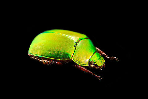 Anomala dimidiata - side view Specimen, about 20mm. Originally from Thailand. This one is extremely iridescent and reflective, struggled a lot with the lighting.
https://www.jungledragon.com/image/115499/anomala_dimidiata.html
https://www.jungledragon.com/image/115500/anomala_dimidiata_-_top_view.html
https://www.jungledragon.com/image/115501/anomala_dimidiata_-_side_view.html
https://www.jungledragon.com/image/115502/anomala_dimidiata_-_frontal.html
https://www.jungledragon.com/image/115504/anomala_dimidiata_-_upper_body.html
https://www.jungledragon.com/image/115505/anomala_dimidiata_-_head.html Anomala dimidiata,Macro