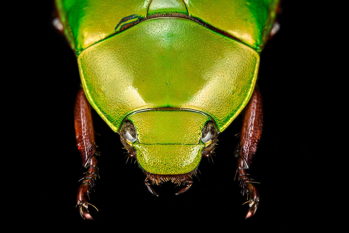 Anomala dimidiata - frontal Specimen, about 20mm. Originally from Thailand. This one is extremely iridescent and reflective, struggled a lot with the lighting.<br />
<figure class="photo"><a href="https://www.jungledragon.com/image/115499/anomala_dimidiata.html" title="Anomala dimidiata"><img src="https://s3.amazonaws.com/media.jungledragon.com/images/2/115499_thumb.jpg?AWSAccessKeyId=05GMT0V3GWVNE7GGM1R2&Expires=1759968010&Signature=sCha1OO5g0tjelo5fcCmpvml0RY%3D" width="200" height="192" alt="Anomala dimidiata Specimen, about 20mm. Originally from Thailand. This one is extremely iridescent and reflective, struggled a lot with the lighting.<br />
https://www.jungledragon.com/image/115499/anomala_dimidiata.html<br />
https://www.jungledragon.com/image/115500/anomala_dimidiata_-_top_view.html<br />
https://www.jungledragon.com/image/115501/anomala_dimidiata_-_side_view.html<br />
https://www.jungledragon.com/image/115502/anomala_dimidiata_-_frontal.html<br />
https://www.jungledragon.com/image/115504/anomala_dimidiata_-_upper_body.html<br />
https://www.jungledragon.com/image/115505/anomala_dimidiata_-_head.html Anomala dimidiata,Macro" /></a></figure><br />
<figure class="photo"><a href="https://www.jungledragon.com/image/115500/anomala_dimidiata_-_top_view.html" title="Anomala dimidiata - top view"><img src="https://s3.amazonaws.com/media.jungledragon.com/images/2/115500_thumb.jpg?AWSAccessKeyId=05GMT0V3GWVNE7GGM1R2&Expires=1759968010&Signature=dZK5Dga%2BUIJqGDAeJAqUl28z5DI%3D" width="128" height="152" alt="Anomala dimidiata - top view Specimen, about 20mm. Originally from Thailand. This one is extremely iridescent and reflective, struggled a lot with the lighting.<br />
https://www.jungledragon.com/image/115499/anomala_dimidiata.html<br />
https://www.jungledragon.com/image/115500/anomala_dimidiata_-_top_view.html<br />
https://www.jungledragon.com/image/115501/anomala_dimidiata_-_side_view.html<br />
https://www.jungledragon.com/image/115502/anomala_dimidiata_-_frontal.html<br />
https://www.jungledragon.com/image/115504/anomala_dimidiata_-_upper_body.html<br />
https://www.jungledragon.com/image/115505/anomala_dimidiata_-_head.html Anomala dimidiata,Macro" /></a></figure><br />
<figure class="photo"><a href="https://www.jungledragon.com/image/115501/anomala_dimidiata_-_side_view.html" title="Anomala dimidiata - side view"><img src="https://s3.amazonaws.com/media.jungledragon.com/images/2/115501_thumb.jpg?AWSAccessKeyId=05GMT0V3GWVNE7GGM1R2&Expires=1759968010&Signature=%2BUBvHMTd%2BTTAKMf44J6R7mhVIT4%3D" width="200" height="134" alt="Anomala dimidiata - side view Specimen, about 20mm. Originally from Thailand. This one is extremely iridescent and reflective, struggled a lot with the lighting.<br />
https://www.jungledragon.com/image/115499/anomala_dimidiata.html<br />
https://www.jungledragon.com/image/115500/anomala_dimidiata_-_top_view.html<br />
https://www.jungledragon.com/image/115501/anomala_dimidiata_-_side_view.html<br />
https://www.jungledragon.com/image/115502/anomala_dimidiata_-_frontal.html<br />
https://www.jungledragon.com/image/115504/anomala_dimidiata_-_upper_body.html<br />
https://www.jungledragon.com/image/115505/anomala_dimidiata_-_head.html Anomala dimidiata,Macro" /></a></figure><br />
<figure class="photo"><a href="https://www.jungledragon.com/image/115502/anomala_dimidiata_-_frontal.html" title="Anomala dimidiata - frontal"><img src="https://s3.amazonaws.com/media.jungledragon.com/images/2/115502_thumb.jpg?AWSAccessKeyId=05GMT0V3GWVNE7GGM1R2&Expires=1759968010&Signature=wlURtWD9666%2F549BiCmHIrwTV6A%3D" width="200" height="134" alt="Anomala dimidiata - frontal Specimen, about 20mm. Originally from Thailand. This one is extremely iridescent and reflective, struggled a lot with the lighting.<br />
https://www.jungledragon.com/image/115499/anomala_dimidiata.html<br />
https://www.jungledragon.com/image/115500/anomala_dimidiata_-_top_view.html<br />
https://www.jungledragon.com/image/115501/anomala_dimidiata_-_side_view.html<br />
https://www.jungledragon.com/image/115502/anomala_dimidiata_-_frontal.html<br />
https://www.jungledragon.com/image/115504/anomala_dimidiata_-_upper_body.html<br />
https://www.jungledragon.com/image/115505/anomala_dimidiata_-_head.html Anomala dimidiata,Macro" /></a></figure><br />
<figure class="photo"><a href="https://www.jungledragon.com/image/115504/anomala_dimidiata_-_upper_body.html" title="Anomala dimidiata - upper body"><img src="https://s3.amazonaws.com/media.jungledragon.com/images/2/115504_thumb.jpg?AWSAccessKeyId=05GMT0V3GWVNE7GGM1R2&Expires=1759968010&Signature=HTOMJHAgegArEilEmfMdPdnJiTE%3D" width="200" height="128" alt="Anomala dimidiata - upper body Specimen, about 20mm. Originally from Thailand. This one is extremely iridescent and reflective, struggled a lot with the lighting.<br />
https://www.jungledragon.com/image/115499/anomala_dimidiata.html<br />
https://www.jungledragon.com/image/115500/anomala_dimidiata_-_top_view.html<br />
https://www.jungledragon.com/image/115501/anomala_dimidiata_-_side_view.html<br />
https://www.jungledragon.com/image/115502/anomala_dimidiata_-_frontal.html<br />
https://www.jungledragon.com/image/115504/anomala_dimidiata_-_upper_body.html<br />
https://www.jungledragon.com/image/115505/anomala_dimidiata_-_head.html Anomala dimidiata,Extreme Macro" /></a></figure><br />
<figure class="photo"><a href="https://www.jungledragon.com/image/115505/anomala_dimidiata_-_head.html" title="Anomala dimidiata - head"><img src="https://s3.amazonaws.com/media.jungledragon.com/images/2/115505_thumb.jpg?AWSAccessKeyId=05GMT0V3GWVNE7GGM1R2&Expires=1759968010&Signature=EOfWqXPkKFxBRls5WlpSINikN8c%3D" width="200" height="170" alt="Anomala dimidiata - head Specimen, about 20mm. Originally from Thailand. This one is extremely iridescent and reflective, struggled a lot with the lighting.<br />
https://www.jungledragon.com/image/115499/anomala_dimidiata.html<br />
https://www.jungledragon.com/image/115500/anomala_dimidiata_-_top_view.html<br />
https://www.jungledragon.com/image/115501/anomala_dimidiata_-_side_view.html<br />
https://www.jungledragon.com/image/115502/anomala_dimidiata_-_frontal.html<br />
https://www.jungledragon.com/image/115504/anomala_dimidiata_-_upper_body.html<br />
https://www.jungledragon.com/image/115505/anomala_dimidiata_-_head.html Anomala dimidiata,Extreme Macro,Extreme Macro Portraits" /></a></figure> Anomala dimidiata,Macro