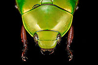 Anomala dimidiata - frontal Specimen, about 20mm. Originally from Thailand. This one is extremely iridescent and reflective, struggled a lot with the lighting.<br />
https://www.jungledragon.com/image/115499/anomala_dimidiata.html<br />
https://www.jungledragon.com/image/115500/anomala_dimidiata_-_top_view.html<br />
https://www.jungledragon.com/image/115501/anomala_dimidiata_-_side_view.html<br />
https://www.jungledragon.com/image/115502/anomala_dimidiata_-_frontal.html<br />
https://www.jungledragon.com/image/115504/anomala_dimidiata_-_upper_body.html<br />
https://www.jungledragon.com/image/115505/anomala_dimidiata_-_head.html Anomala dimidiata,Macro