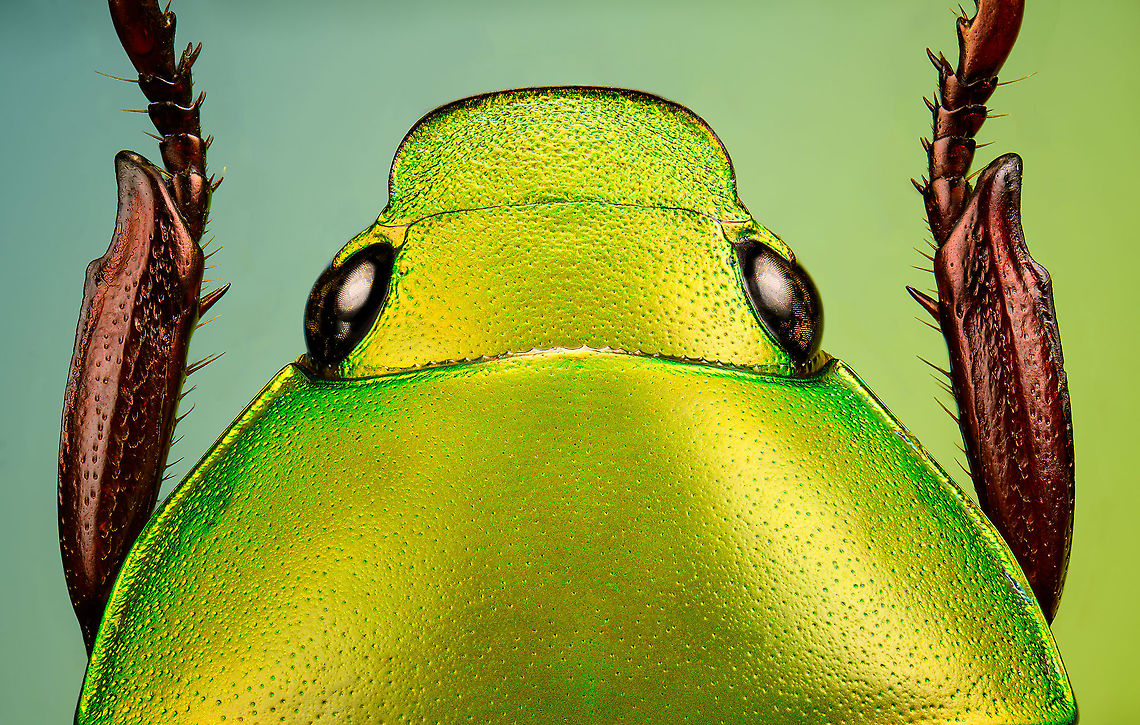 Anomala dimidiata - upper body Specimen, about 20mm. Originally from Thailand. This one is extremely iridescent and reflective, struggled a lot with the lighting.<br />
<figure class="photo"><a href="https://www.jungledragon.com/image/115499/anomala_dimidiata.html" title="Anomala dimidiata"><img src="https://s3.amazonaws.com/media.jungledragon.com/images/2/115499_thumb.jpg?AWSAccessKeyId=05GMT0V3GWVNE7GGM1R2&Expires=1769040010&Signature=a44Wu92ntPRqL7%2F7SMULBcj07b8%3D" width="200" height="192" alt="Anomala dimidiata Specimen, about 20mm. Originally from Thailand. This one is extremely iridescent and reflective, struggled a lot with the lighting.<br />
https://www.jungledragon.com/image/115499/anomala_dimidiata.html<br />
https://www.jungledragon.com/image/115500/anomala_dimidiata_-_top_view.html<br />
https://www.jungledragon.com/image/115501/anomala_dimidiata_-_side_view.html<br />
https://www.jungledragon.com/image/115502/anomala_dimidiata_-_frontal.html<br />
https://www.jungledragon.com/image/115504/anomala_dimidiata_-_upper_body.html<br />
https://www.jungledragon.com/image/115505/anomala_dimidiata_-_head.html Anomala dimidiata,Macro" /></a></figure><br />
<figure class="photo"><a href="https://www.jungledragon.com/image/115500/anomala_dimidiata_-_top_view.html" title="Anomala dimidiata - top view"><img src="https://s3.amazonaws.com/media.jungledragon.com/images/2/115500_thumb.jpg?AWSAccessKeyId=05GMT0V3GWVNE7GGM1R2&Expires=1769040010&Signature=rce66NGCJkcmGT4Eu3yTGvyhMhM%3D" width="128" height="152" alt="Anomala dimidiata - top view Specimen, about 20mm. Originally from Thailand. This one is extremely iridescent and reflective, struggled a lot with the lighting.<br />
https://www.jungledragon.com/image/115499/anomala_dimidiata.html<br />
https://www.jungledragon.com/image/115500/anomala_dimidiata_-_top_view.html<br />
https://www.jungledragon.com/image/115501/anomala_dimidiata_-_side_view.html<br />
https://www.jungledragon.com/image/115502/anomala_dimidiata_-_frontal.html<br />
https://www.jungledragon.com/image/115504/anomala_dimidiata_-_upper_body.html<br />
https://www.jungledragon.com/image/115505/anomala_dimidiata_-_head.html Anomala dimidiata,Macro" /></a></figure><br />
<figure class="photo"><a href="https://www.jungledragon.com/image/115501/anomala_dimidiata_-_side_view.html" title="Anomala dimidiata - side view"><img src="https://s3.amazonaws.com/media.jungledragon.com/images/2/115501_thumb.jpg?AWSAccessKeyId=05GMT0V3GWVNE7GGM1R2&Expires=1769040010&Signature=%2FMq058fSaRto%2FOk4VpLtdn%2FVQ9M%3D" width="200" height="134" alt="Anomala dimidiata - side view Specimen, about 20mm. Originally from Thailand. This one is extremely iridescent and reflective, struggled a lot with the lighting.<br />
https://www.jungledragon.com/image/115499/anomala_dimidiata.html<br />
https://www.jungledragon.com/image/115500/anomala_dimidiata_-_top_view.html<br />
https://www.jungledragon.com/image/115501/anomala_dimidiata_-_side_view.html<br />
https://www.jungledragon.com/image/115502/anomala_dimidiata_-_frontal.html<br />
https://www.jungledragon.com/image/115504/anomala_dimidiata_-_upper_body.html<br />
https://www.jungledragon.com/image/115505/anomala_dimidiata_-_head.html Anomala dimidiata,Macro" /></a></figure><br />
<figure class="photo"><a href="https://www.jungledragon.com/image/115502/anomala_dimidiata_-_frontal.html" title="Anomala dimidiata - frontal"><img src="https://s3.amazonaws.com/media.jungledragon.com/images/2/115502_thumb.jpg?AWSAccessKeyId=05GMT0V3GWVNE7GGM1R2&Expires=1769040010&Signature=N59G%2F3lShPfOuppxfIaftkSs67U%3D" width="200" height="134" alt="Anomala dimidiata - frontal Specimen, about 20mm. Originally from Thailand. This one is extremely iridescent and reflective, struggled a lot with the lighting.<br />
https://www.jungledragon.com/image/115499/anomala_dimidiata.html<br />
https://www.jungledragon.com/image/115500/anomala_dimidiata_-_top_view.html<br />
https://www.jungledragon.com/image/115501/anomala_dimidiata_-_side_view.html<br />
https://www.jungledragon.com/image/115502/anomala_dimidiata_-_frontal.html<br />
https://www.jungledragon.com/image/115504/anomala_dimidiata_-_upper_body.html<br />
https://www.jungledragon.com/image/115505/anomala_dimidiata_-_head.html Anomala dimidiata,Macro" /></a></figure><br />
<figure class="photo"><a href="https://www.jungledragon.com/image/115504/anomala_dimidiata_-_upper_body.html" title="Anomala dimidiata - upper body"><img src="https://s3.amazonaws.com/media.jungledragon.com/images/2/115504_thumb.jpg?AWSAccessKeyId=05GMT0V3GWVNE7GGM1R2&Expires=1769040010&Signature=WKlINwrWKmDYyeTmjcJogQR5W%2BA%3D" width="200" height="128" alt="Anomala dimidiata - upper body Specimen, about 20mm. Originally from Thailand. This one is extremely iridescent and reflective, struggled a lot with the lighting.<br />
https://www.jungledragon.com/image/115499/anomala_dimidiata.html<br />
https://www.jungledragon.com/image/115500/anomala_dimidiata_-_top_view.html<br />
https://www.jungledragon.com/image/115501/anomala_dimidiata_-_side_view.html<br />
https://www.jungledragon.com/image/115502/anomala_dimidiata_-_frontal.html<br />
https://www.jungledragon.com/image/115504/anomala_dimidiata_-_upper_body.html<br />
https://www.jungledragon.com/image/115505/anomala_dimidiata_-_head.html Anomala dimidiata,Extreme Macro" /></a></figure><br />
<figure class="photo"><a href="https://www.jungledragon.com/image/115505/anomala_dimidiata_-_head.html" title="Anomala dimidiata - head"><img src="https://s3.amazonaws.com/media.jungledragon.com/images/2/115505_thumb.jpg?AWSAccessKeyId=05GMT0V3GWVNE7GGM1R2&Expires=1769040010&Signature=kOQgyfuoh2cI64%2B6uTVzuGjRCu4%3D" width="200" height="170" alt="Anomala dimidiata - head Specimen, about 20mm. Originally from Thailand. This one is extremely iridescent and reflective, struggled a lot with the lighting.<br />
https://www.jungledragon.com/image/115499/anomala_dimidiata.html<br />
https://www.jungledragon.com/image/115500/anomala_dimidiata_-_top_view.html<br />
https://www.jungledragon.com/image/115501/anomala_dimidiata_-_side_view.html<br />
https://www.jungledragon.com/image/115502/anomala_dimidiata_-_frontal.html<br />
https://www.jungledragon.com/image/115504/anomala_dimidiata_-_upper_body.html<br />
https://www.jungledragon.com/image/115505/anomala_dimidiata_-_head.html Anomala dimidiata,Extreme Macro,Extreme Macro Portraits" /></a></figure> Anomala dimidiata,Extreme Macro